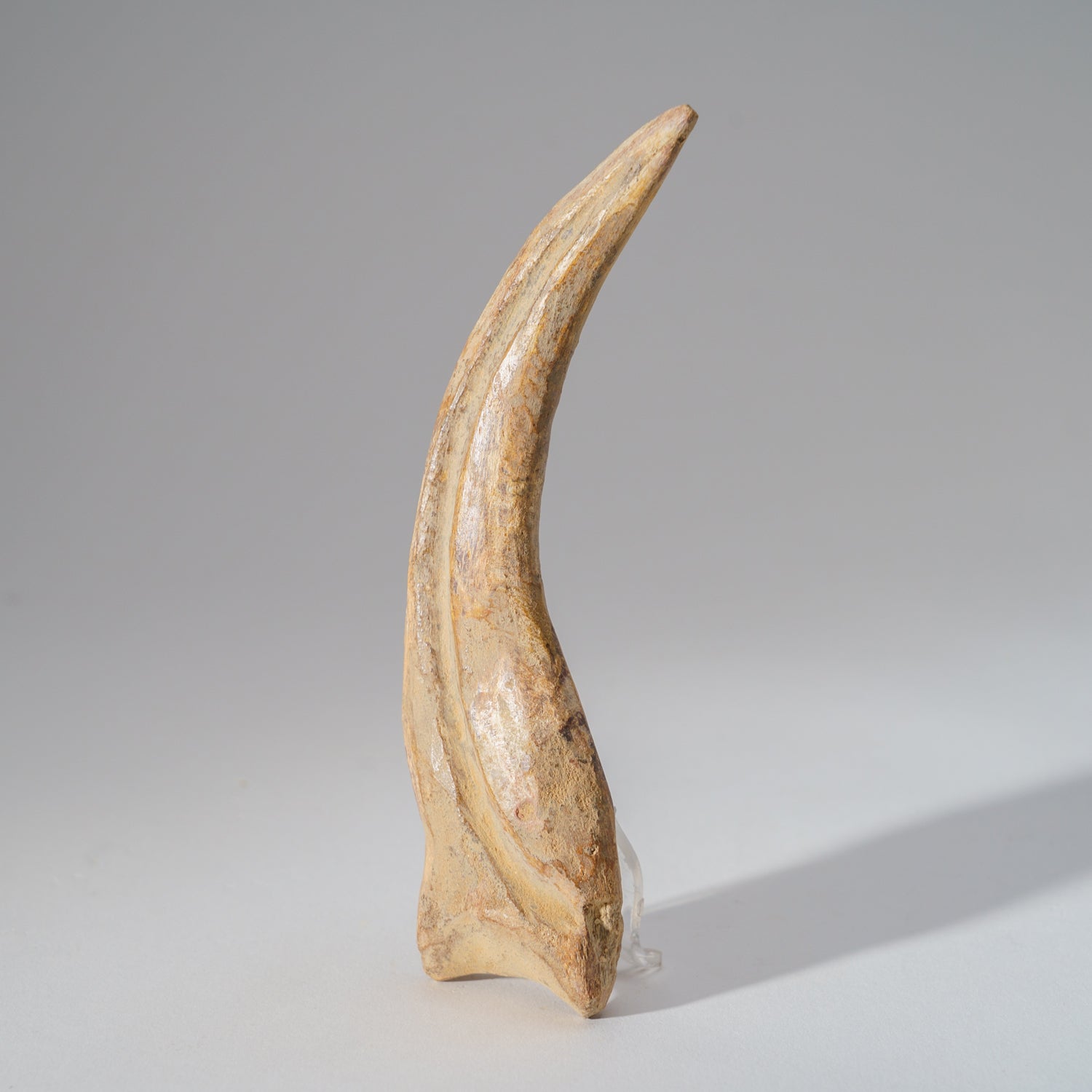 Genuine Spinosaurus Claw in Display Case (129.4 grams)