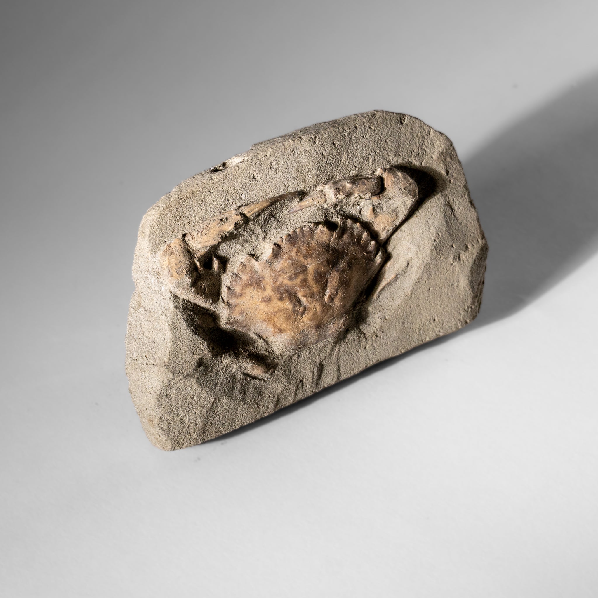 Charybdis Fossil Crab from Indonesia (244 Grams)