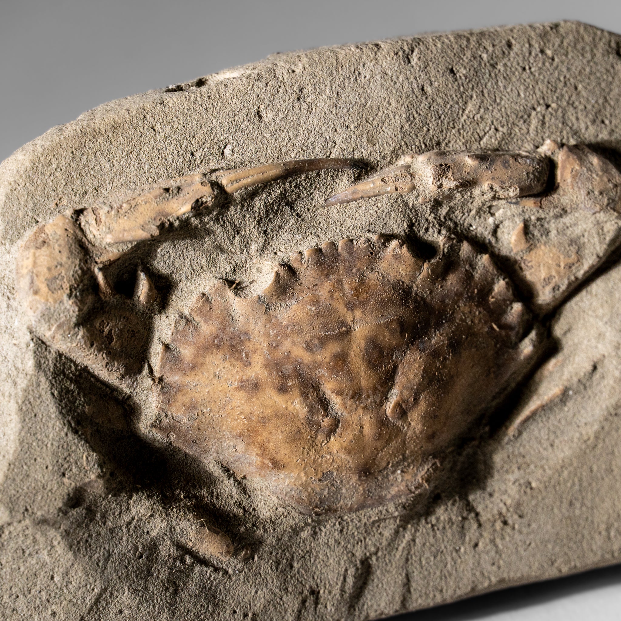 Charybdis Fossil Crab from Indonesia (244 Grams)