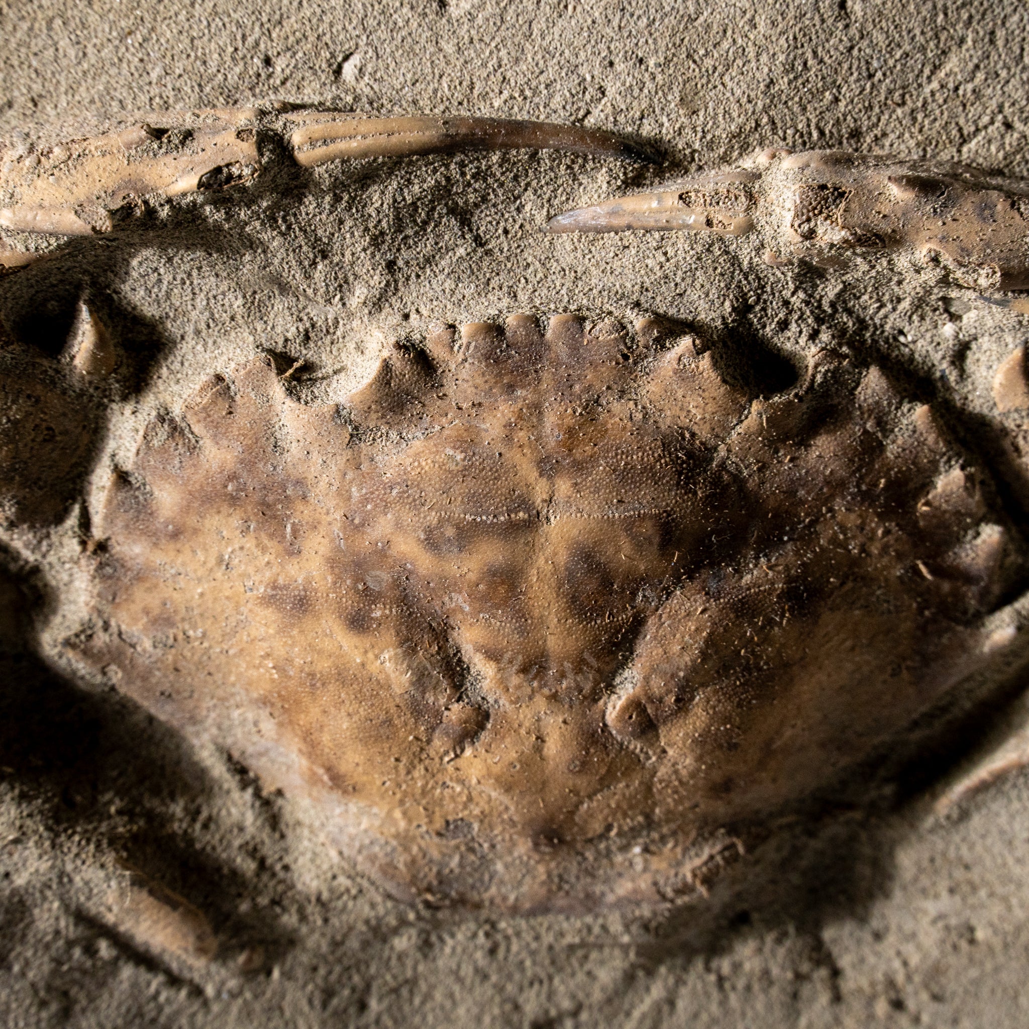Charybdis Fossil Crab from Indonesia (244 Grams)