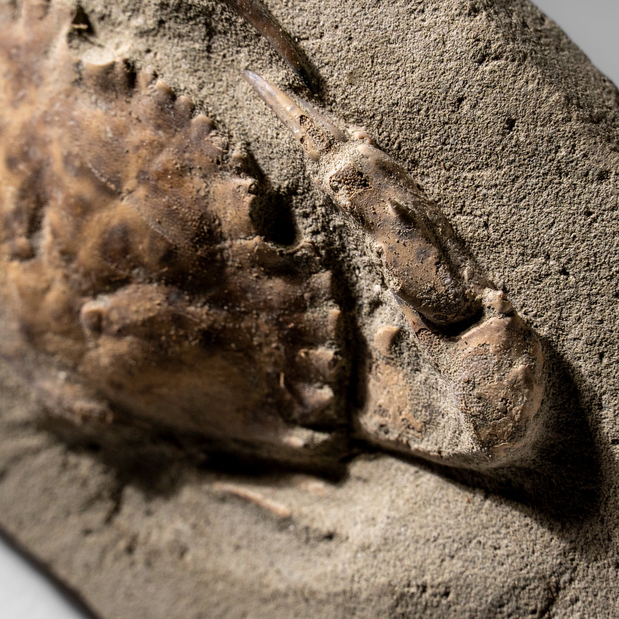 Charybdis Fossil Crab from Indonesia (244 Grams)