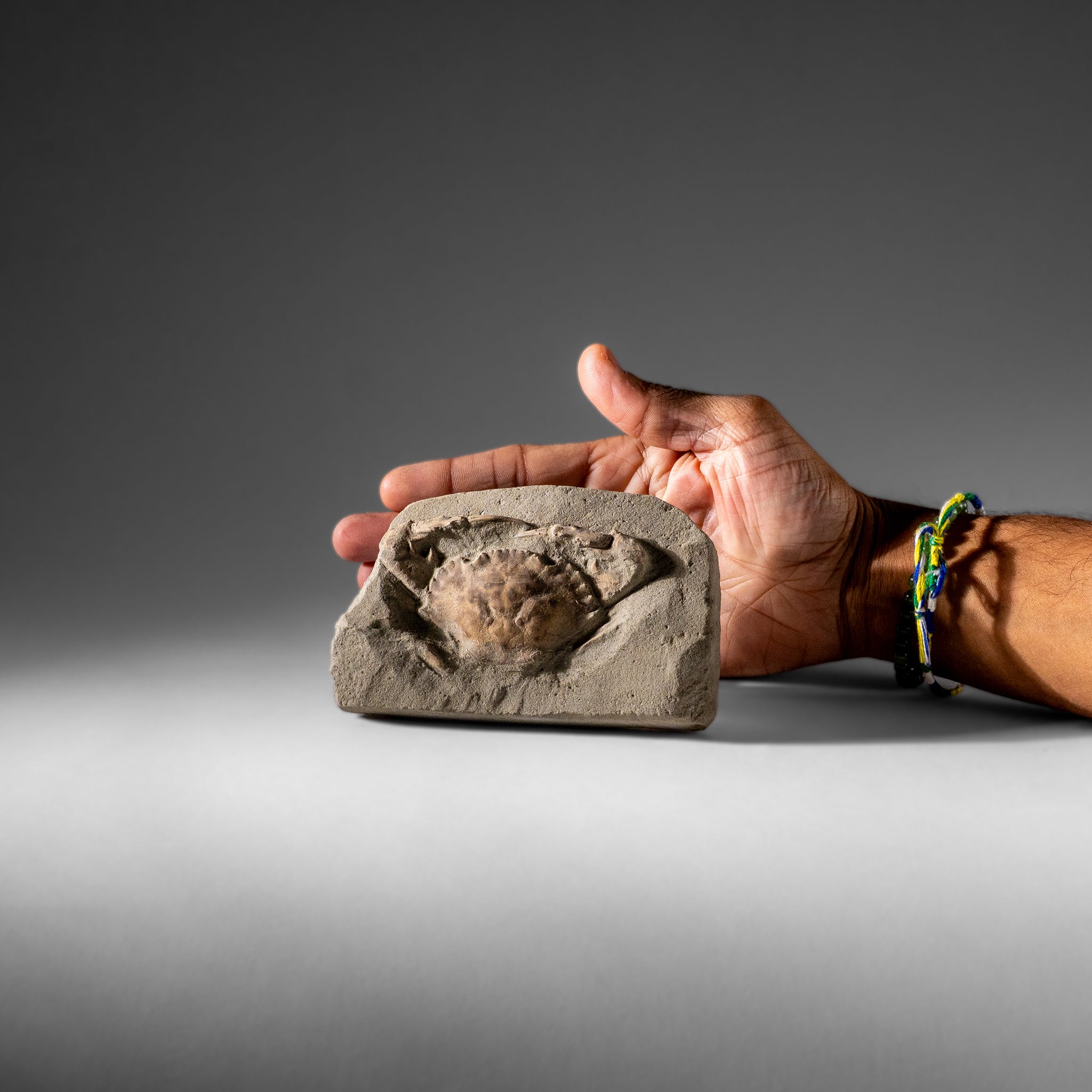 Charybdis Fossil Crab from Indonesia (244 Grams)