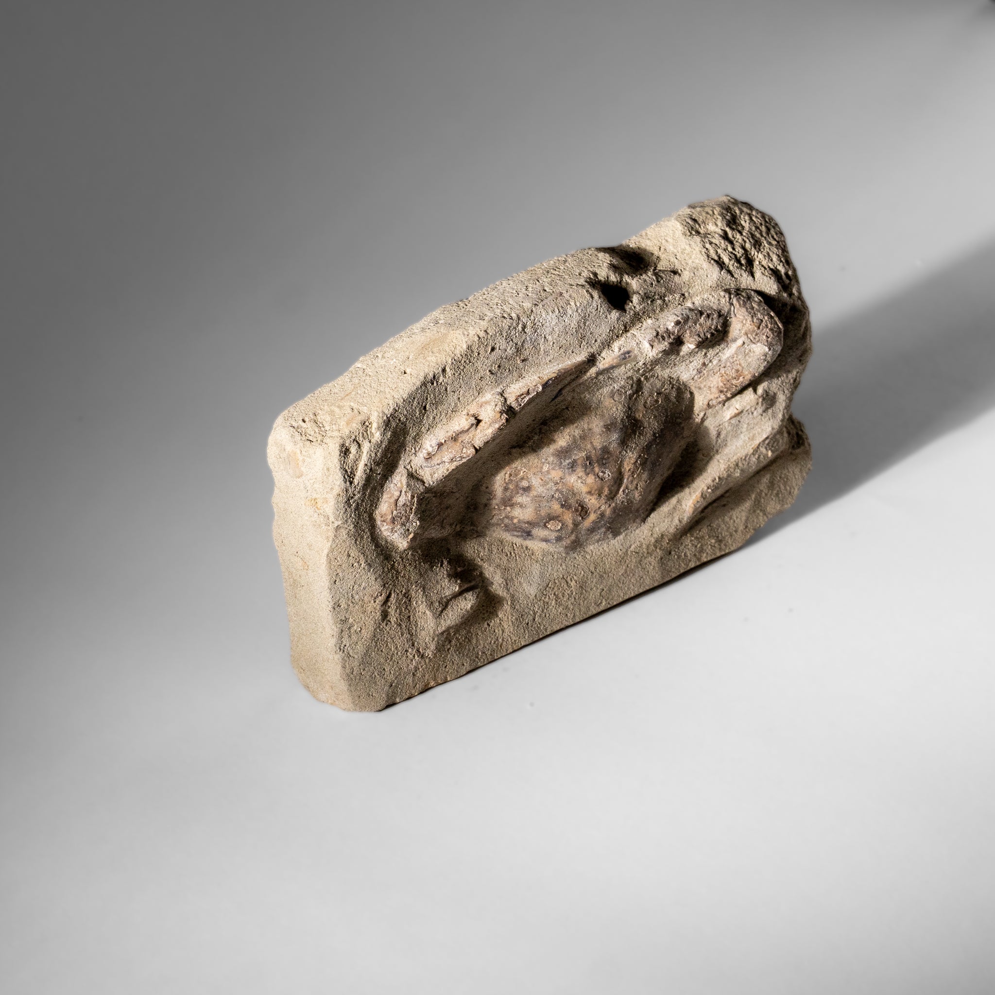 Charybdis Fossil Crab from Indonesia (1.1 lbs)