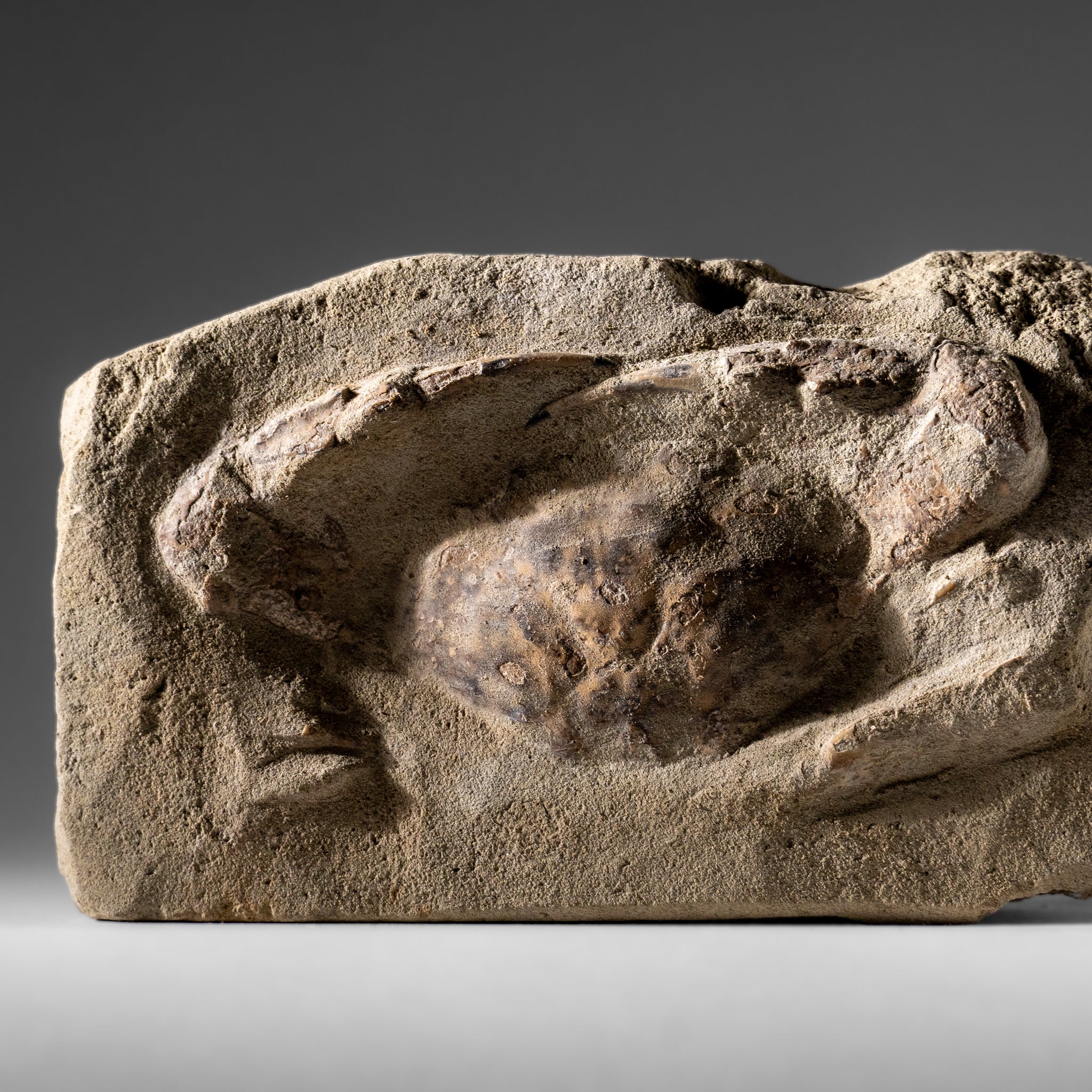 Charybdis Fossil Crab from Indonesia (1.1 lbs)