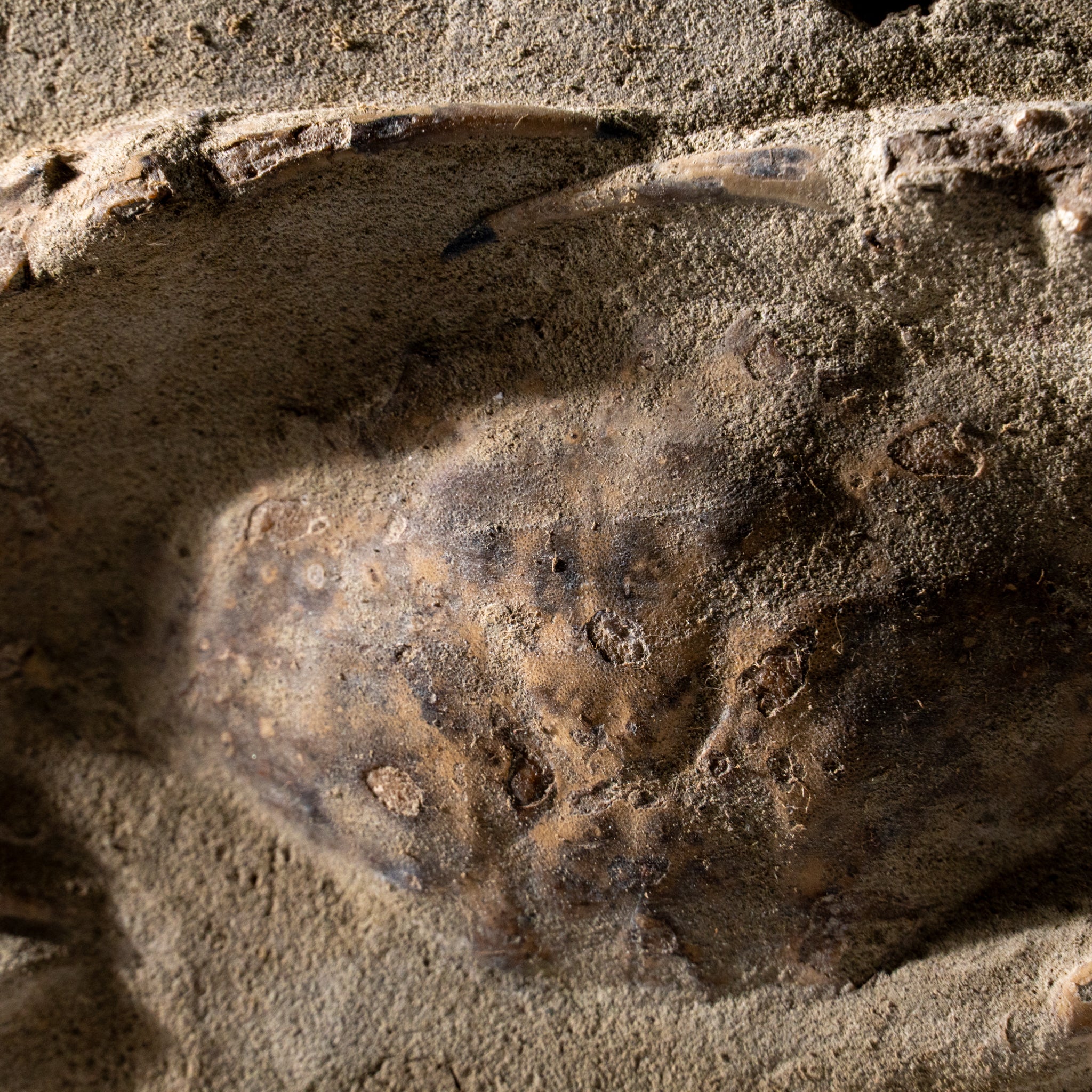 Charybdis Fossil Crab from Indonesia (1.1 lbs)