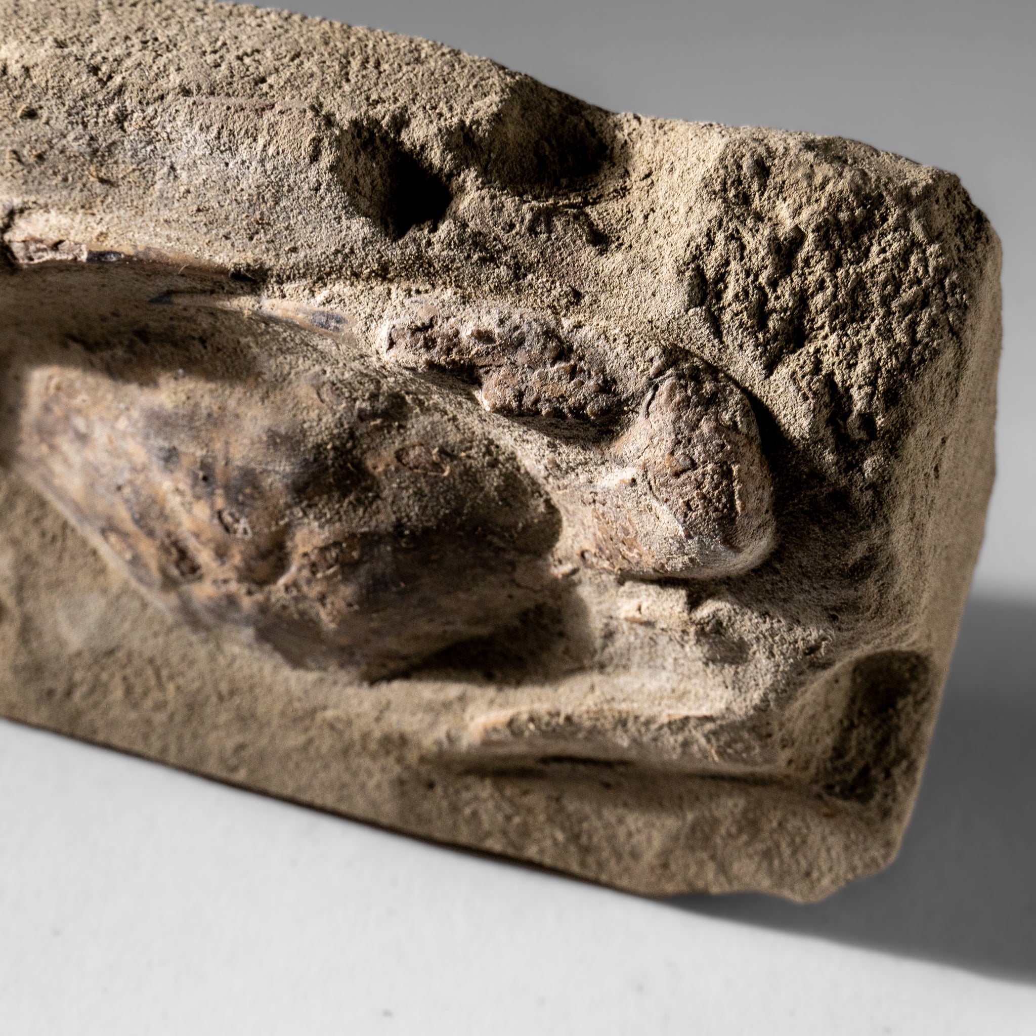 Charybdis Fossil Crab from Indonesia (1.1 lbs)