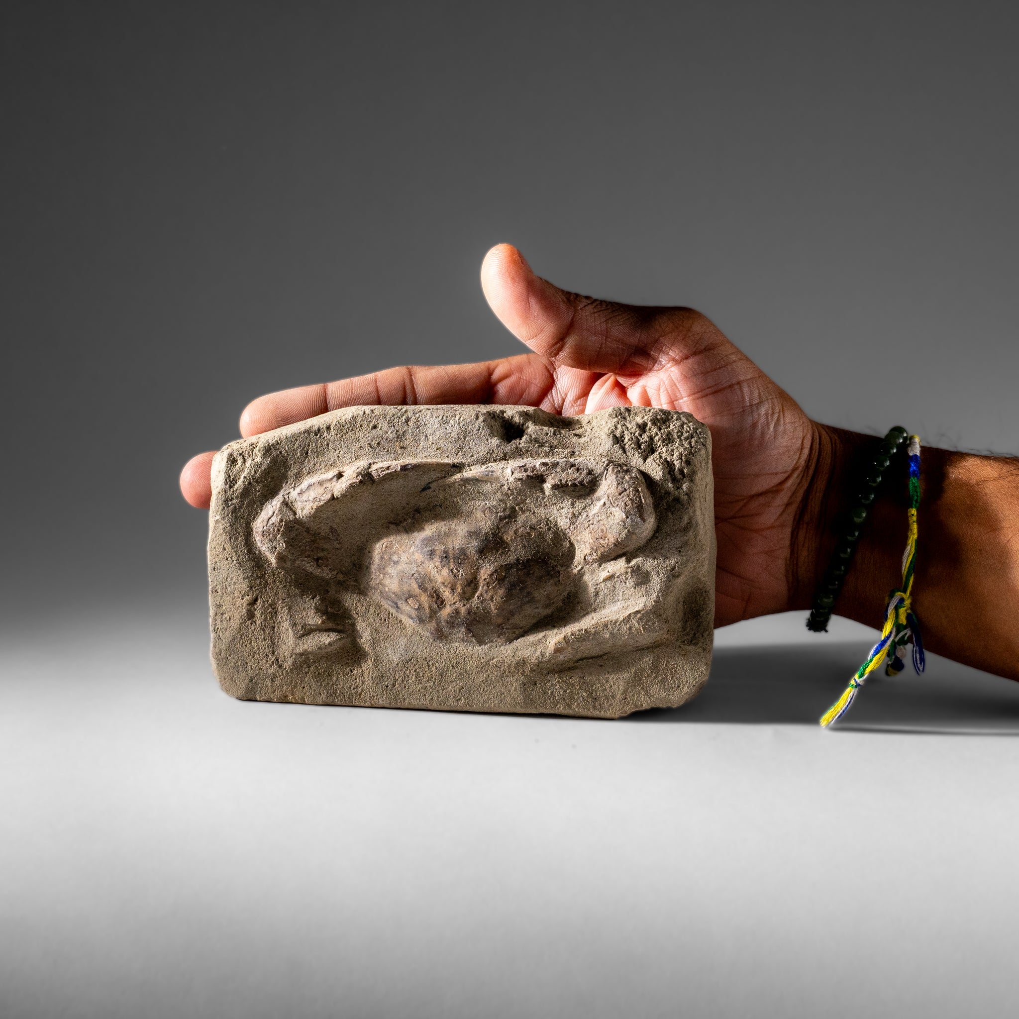 Charybdis Fossil Crab from Indonesia (1.1 lbs)
