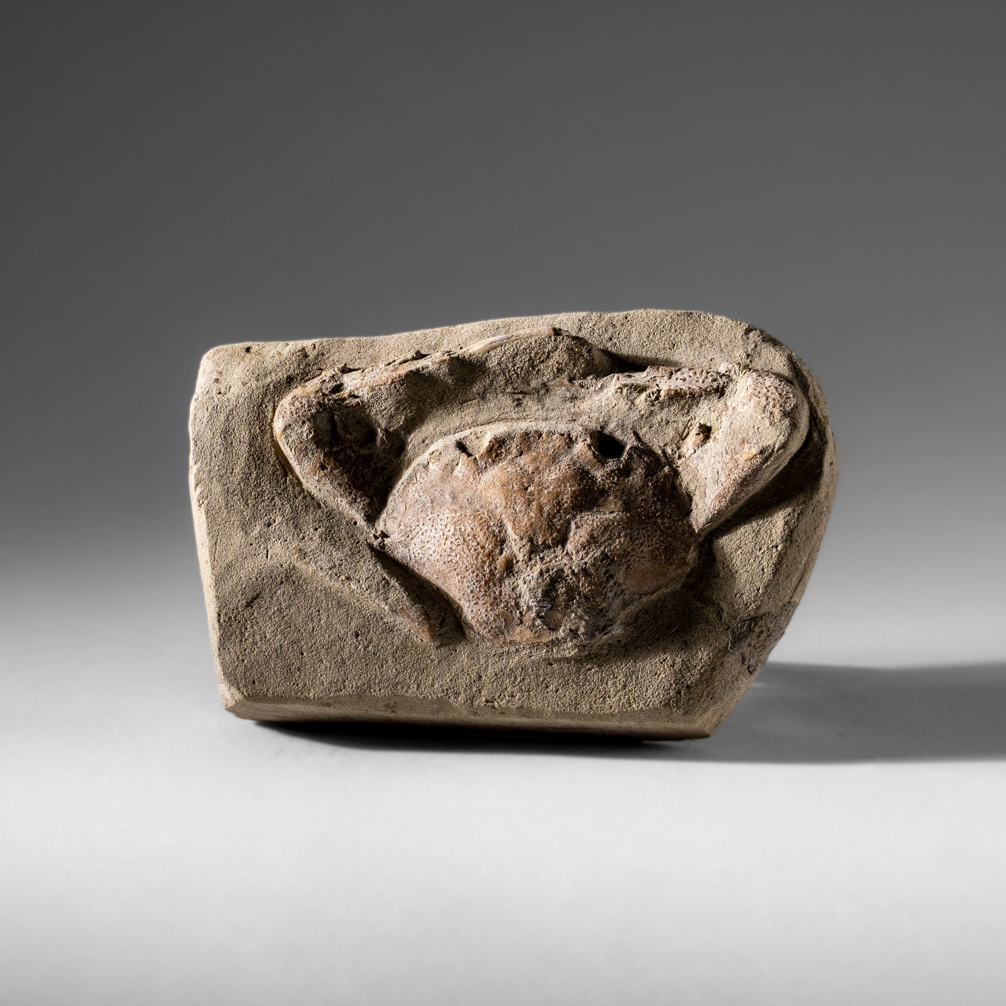 Charybdis Fossil Crab from Indonesia (322.3 Grams)