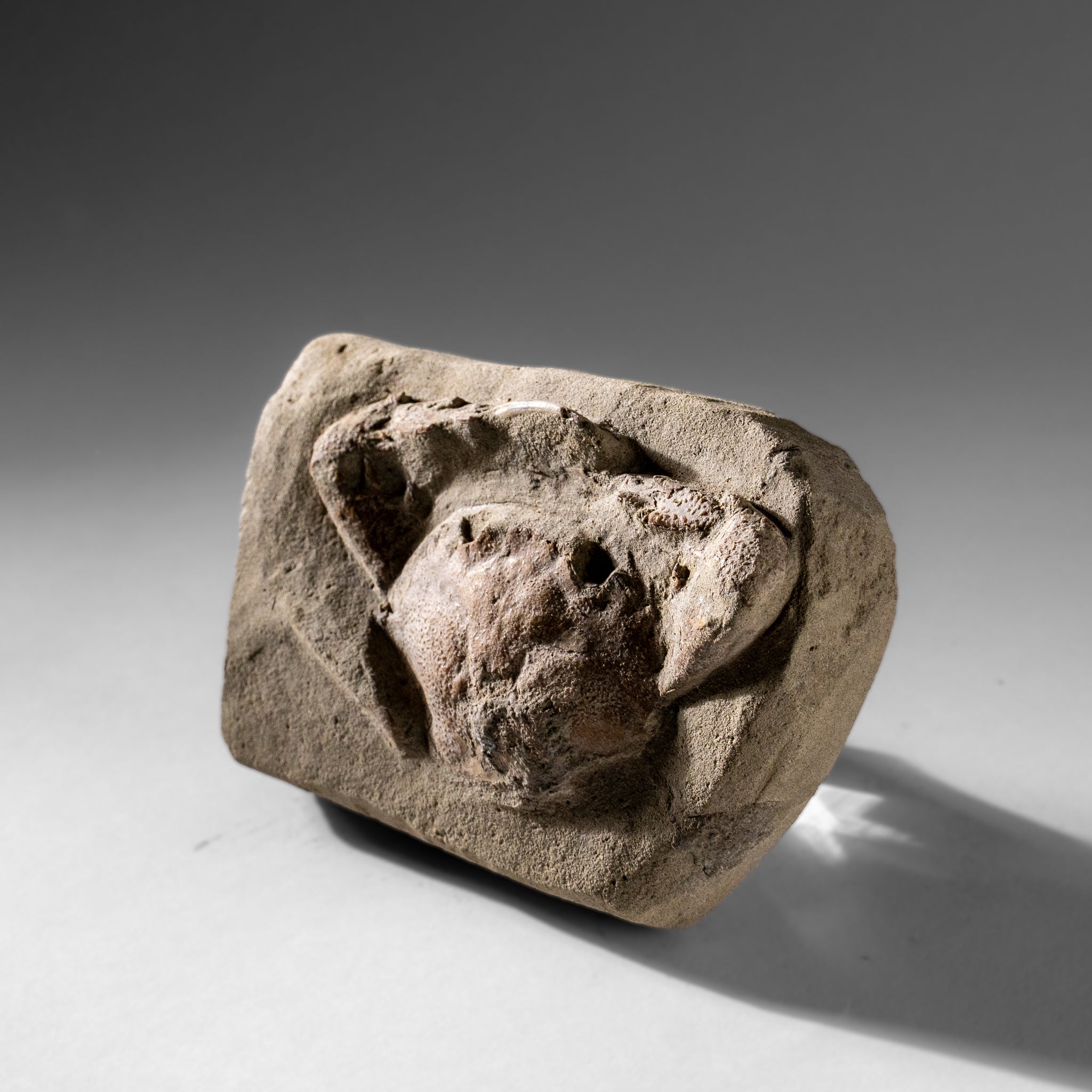 Charybdis Fossil Crab from Indonesia (322.3 Grams)