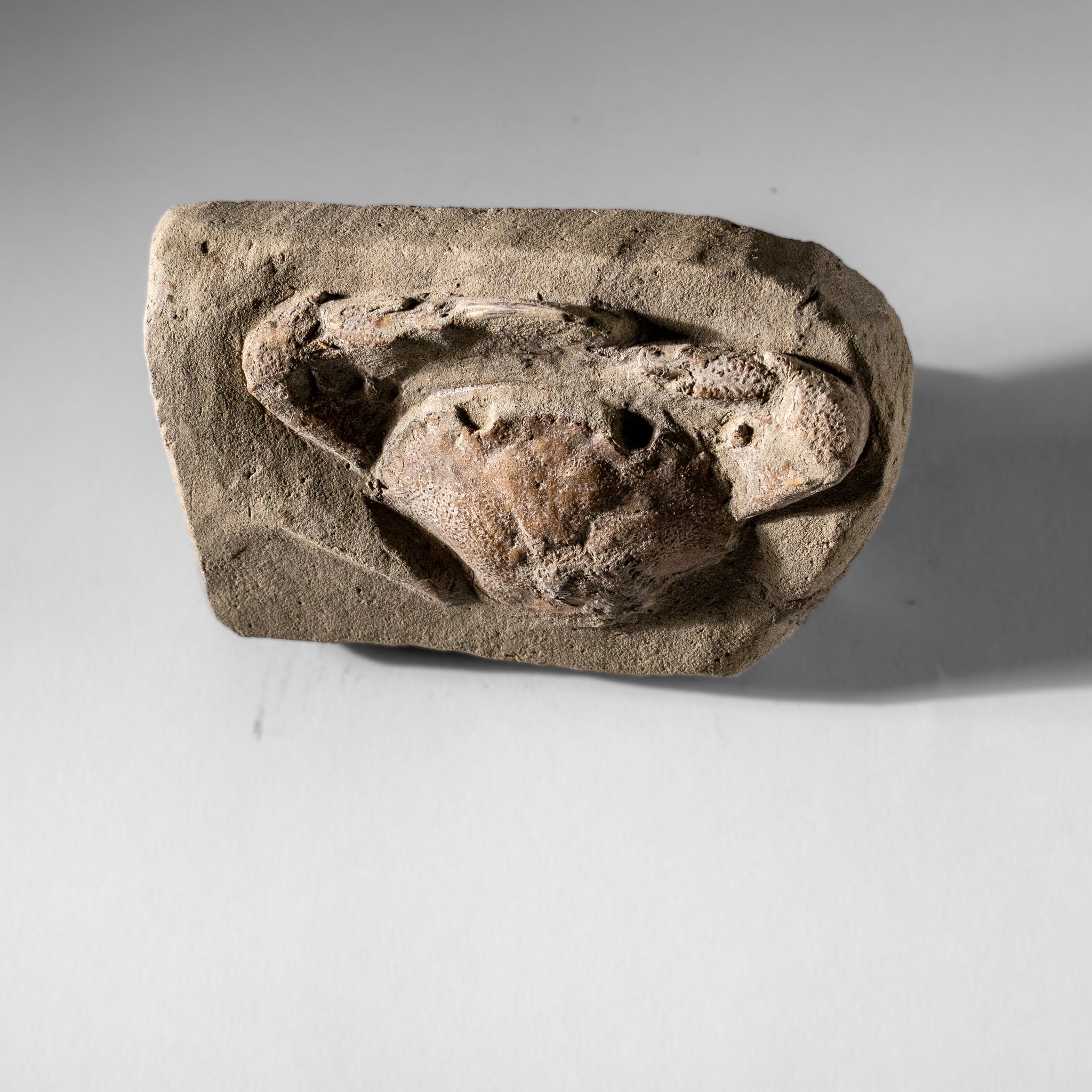 Charybdis Fossil Crab from Indonesia (322.3 Grams)