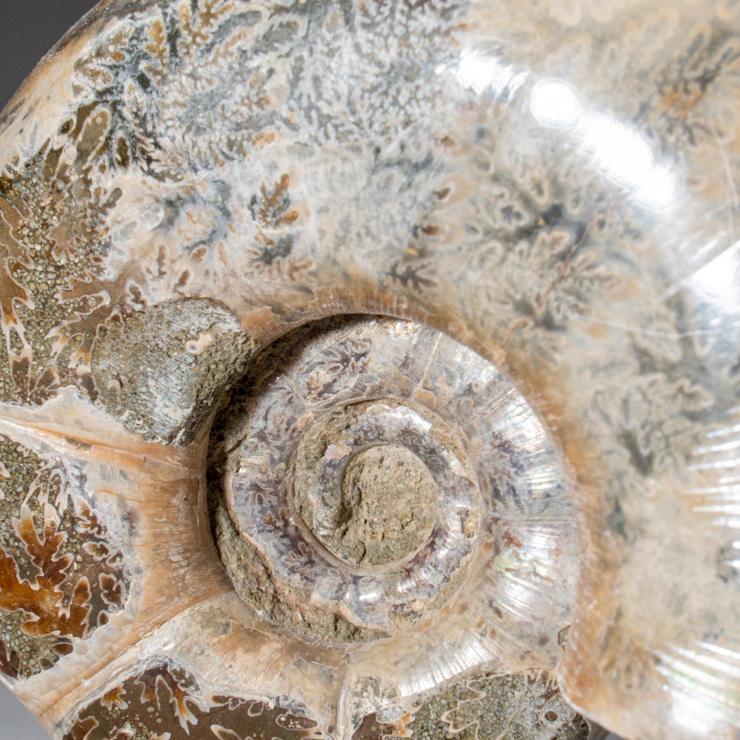 Genuine Natural Calcified Ammonite Fossil (246 grams)