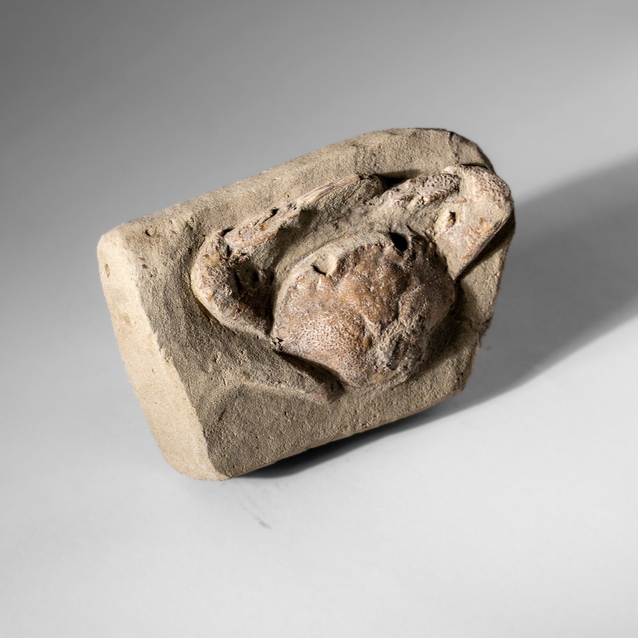 Charybdis Fossil Crab from Indonesia (322.3 Grams)