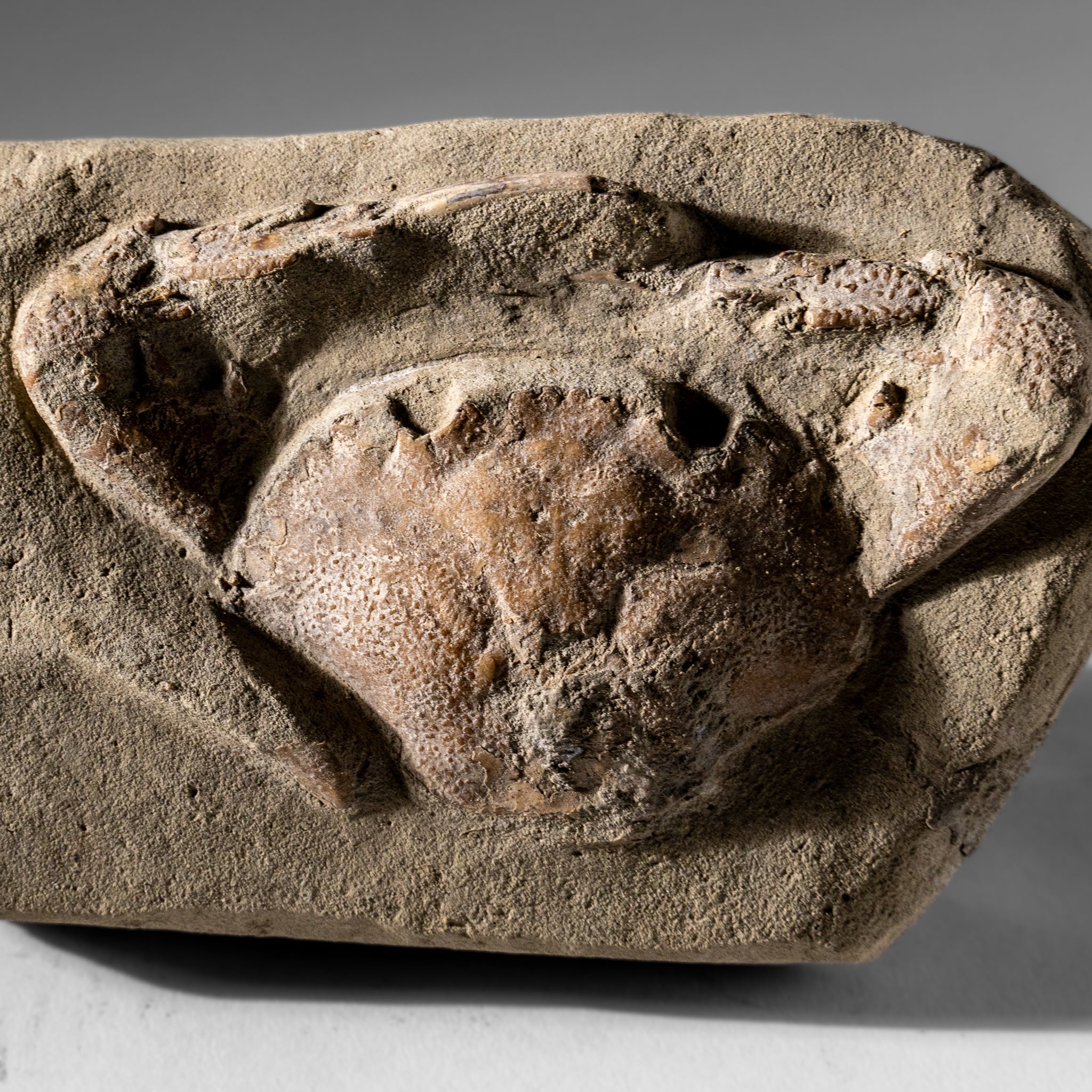 Charybdis Fossil Crab from Indonesia (322.3 Grams)
