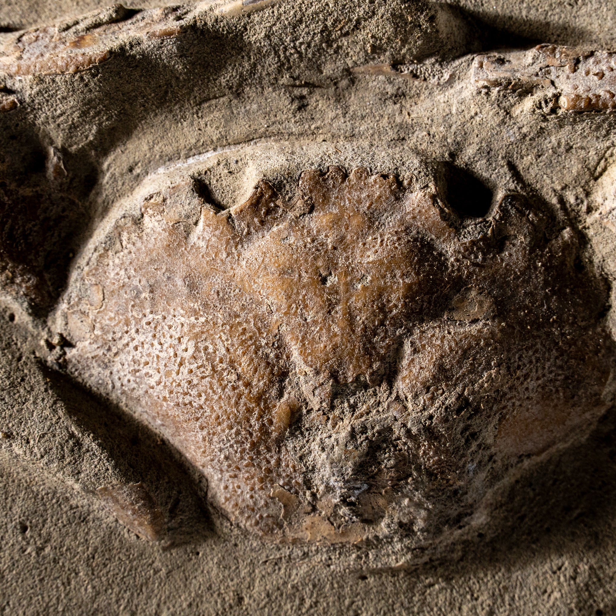 Charybdis Fossil Crab from Indonesia (322.3 Grams)