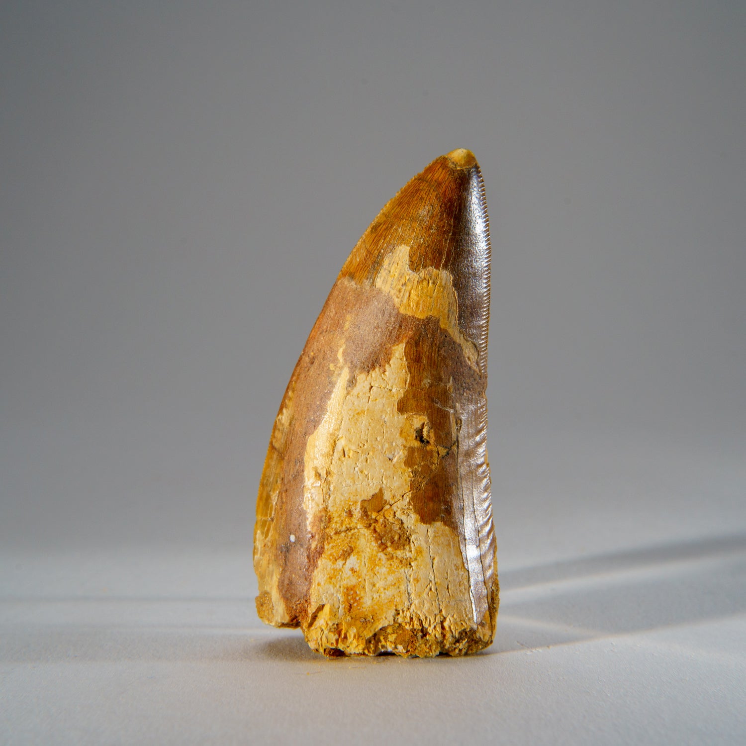 Genuine Carcharodontosaurus Tooth in Display Box (52 grams)