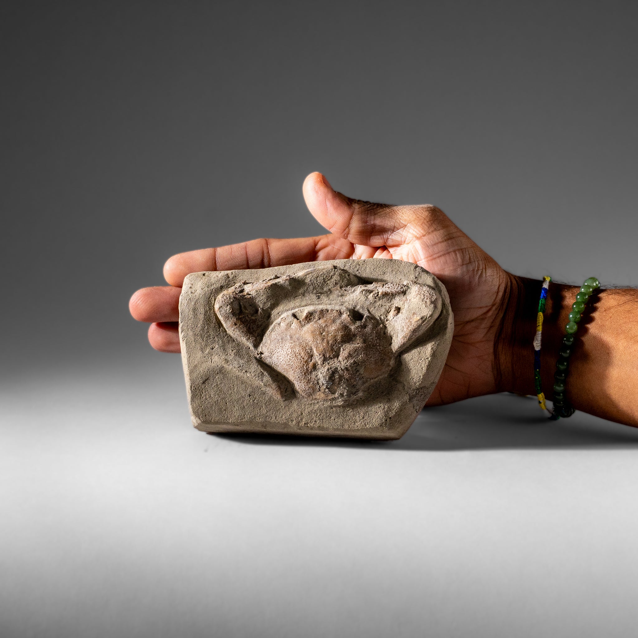 Charybdis Fossil Crab from Indonesia (322.3 Grams)