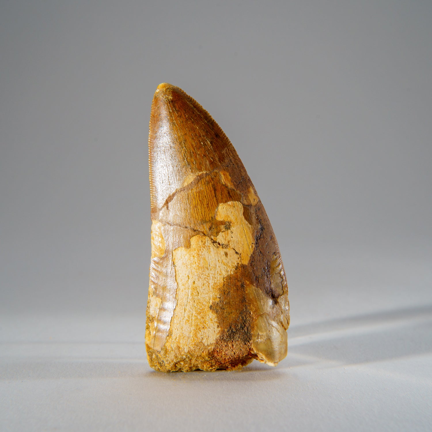 Genuine Carcharodontosaurus Tooth in Display Box (52 grams)