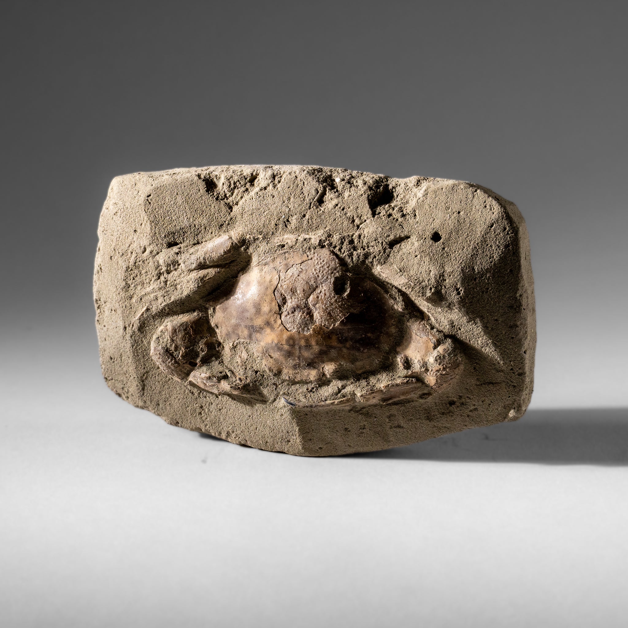 Charybdis Fossil Crab from Indonesia (261.5 Grams)