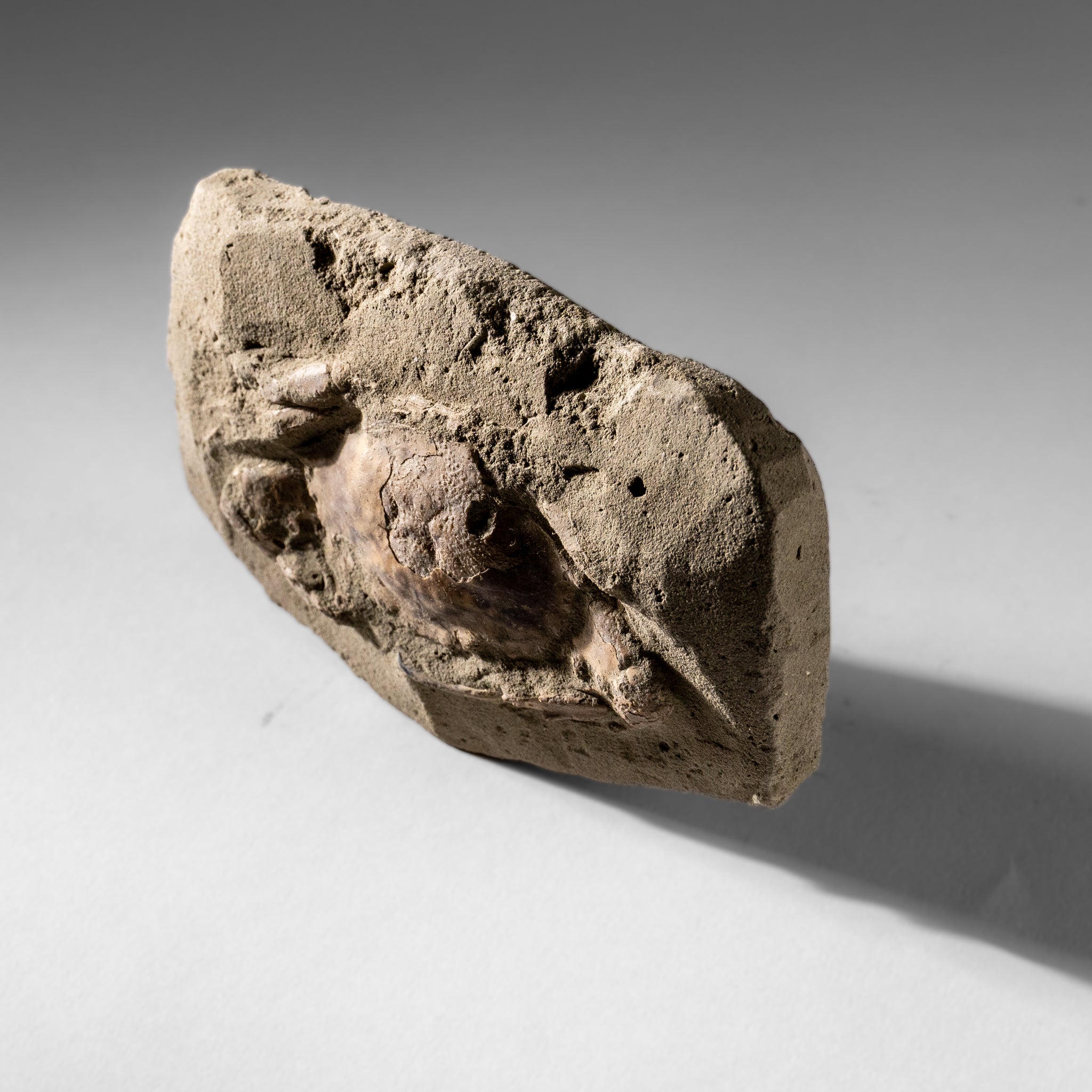 Charybdis Fossil Crab from Indonesia (261.5 Grams)