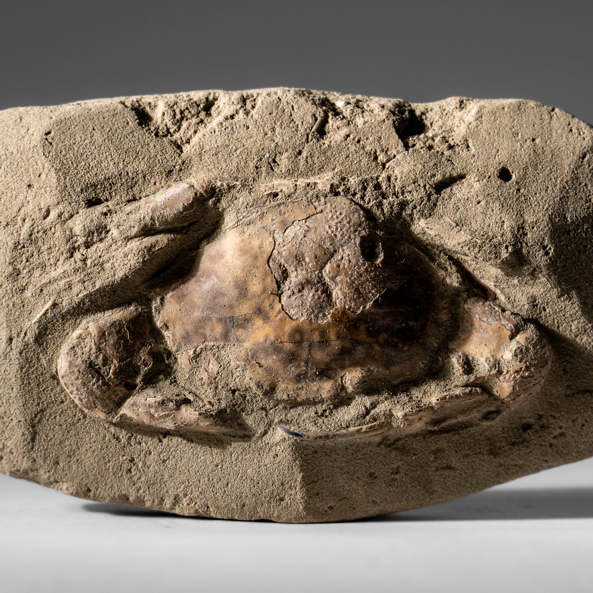 Charybdis Fossil Crab from Indonesia (261.5 Grams)