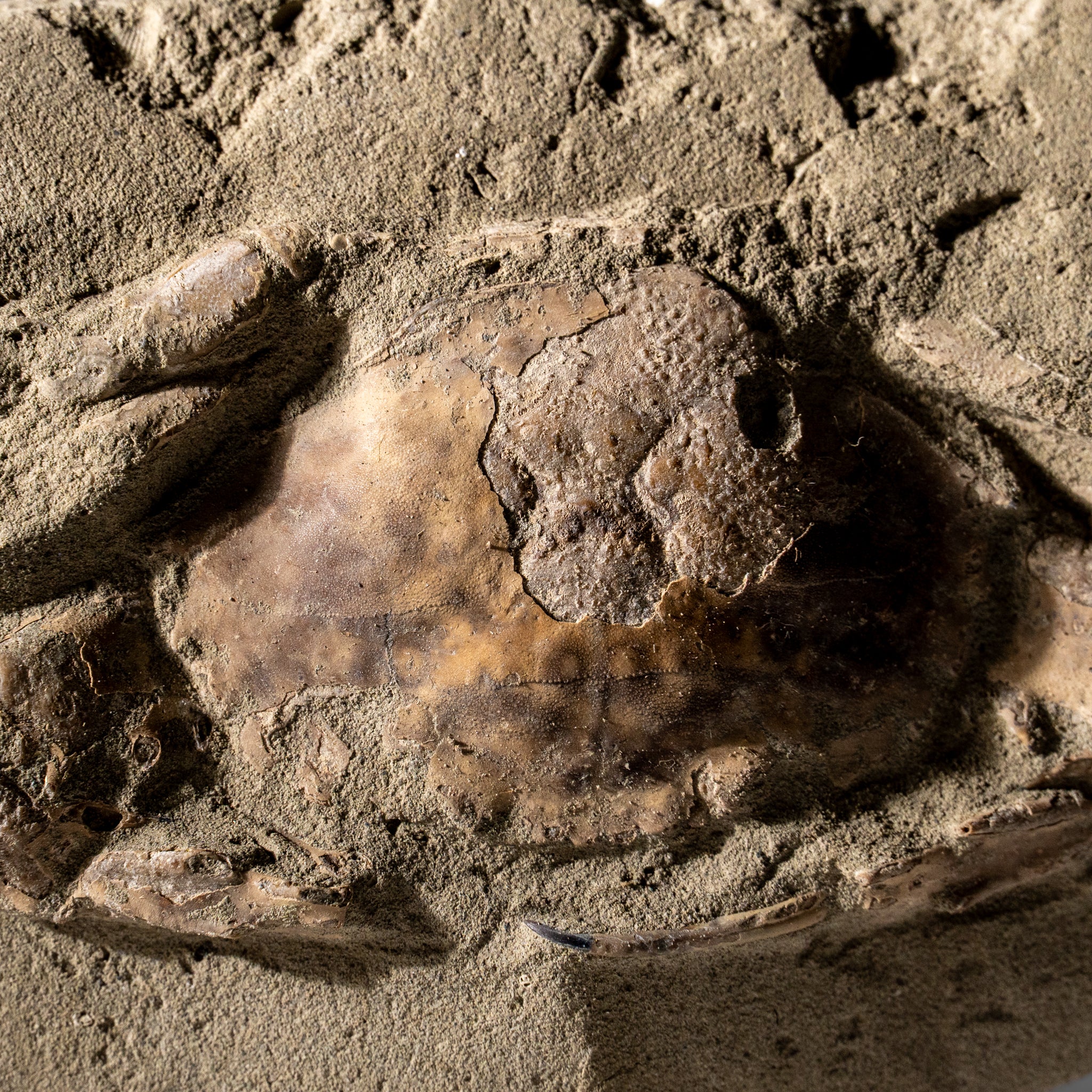 Charybdis Fossil Crab from Indonesia (261.5 Grams)