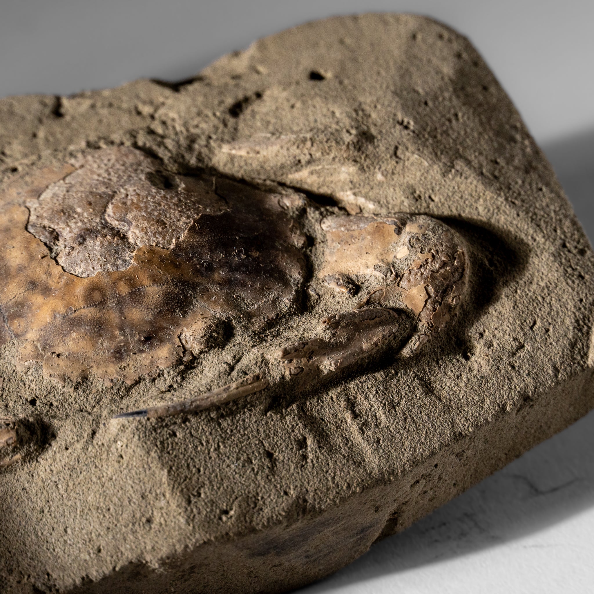 Charybdis Fossil Crab from Indonesia (261.5 Grams)