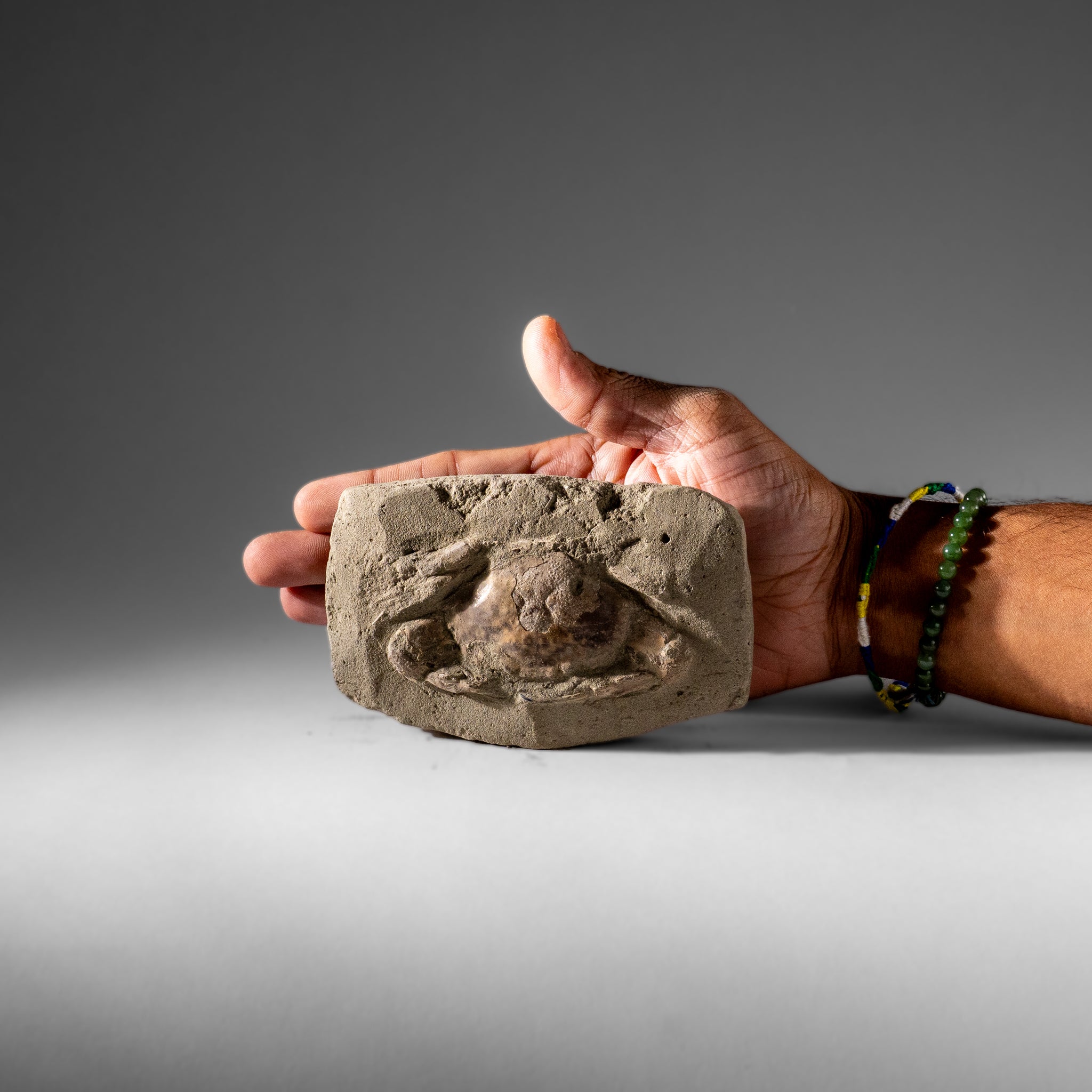 Charybdis Fossil Crab from Indonesia (261.5 Grams)