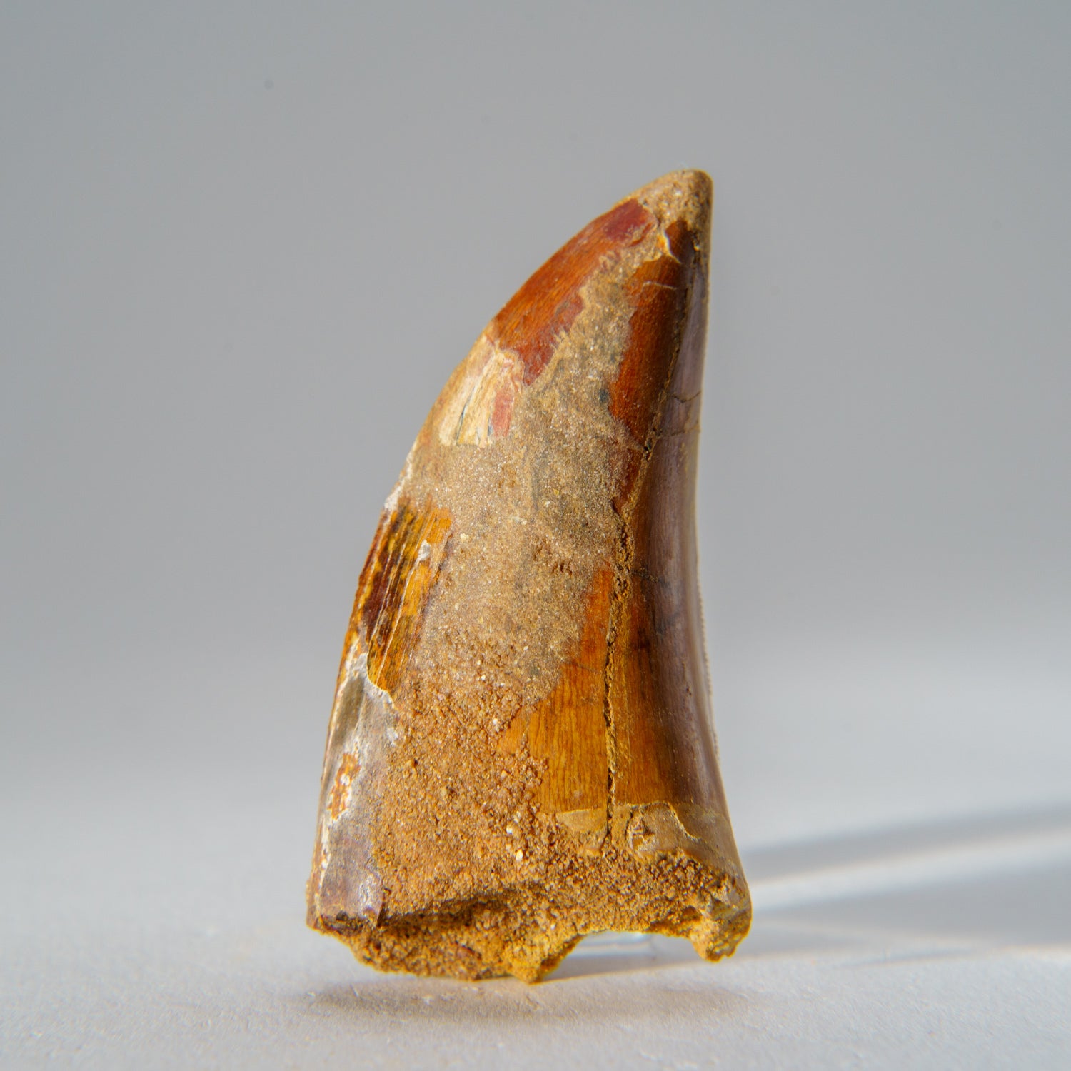 Genuine Carcharodontosaurus Tooth in Display Box (39.3 grams)