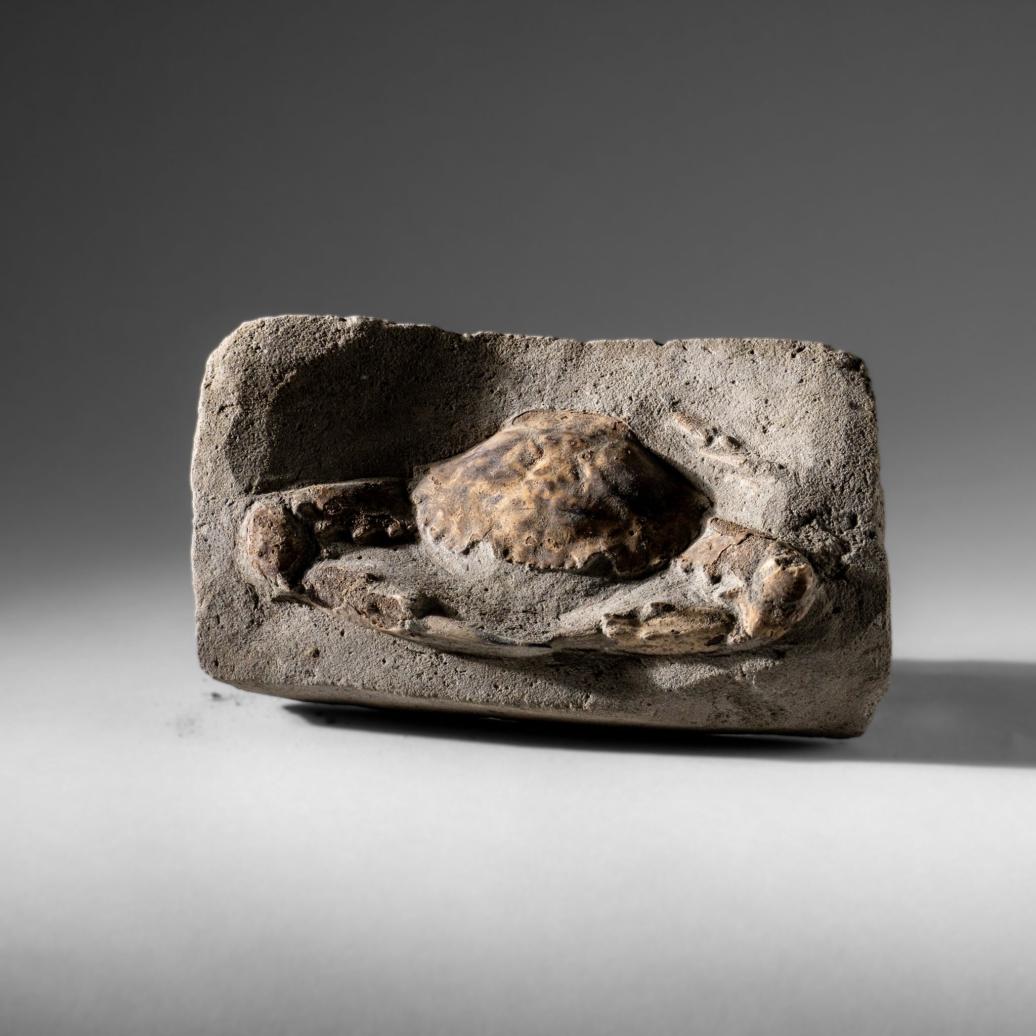 Charybdis Fossil Crab from Indonesia (1.2 lbs)