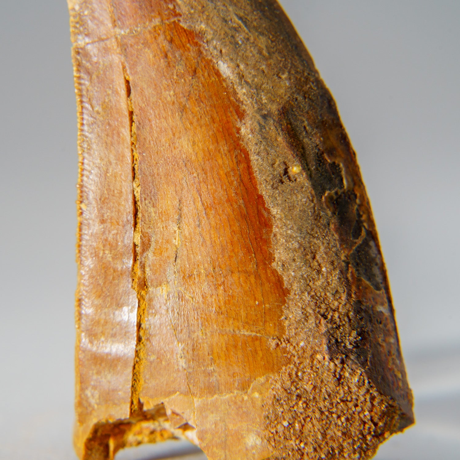 Genuine Carcharodontosaurus Tooth in Display Box (39.3 grams)