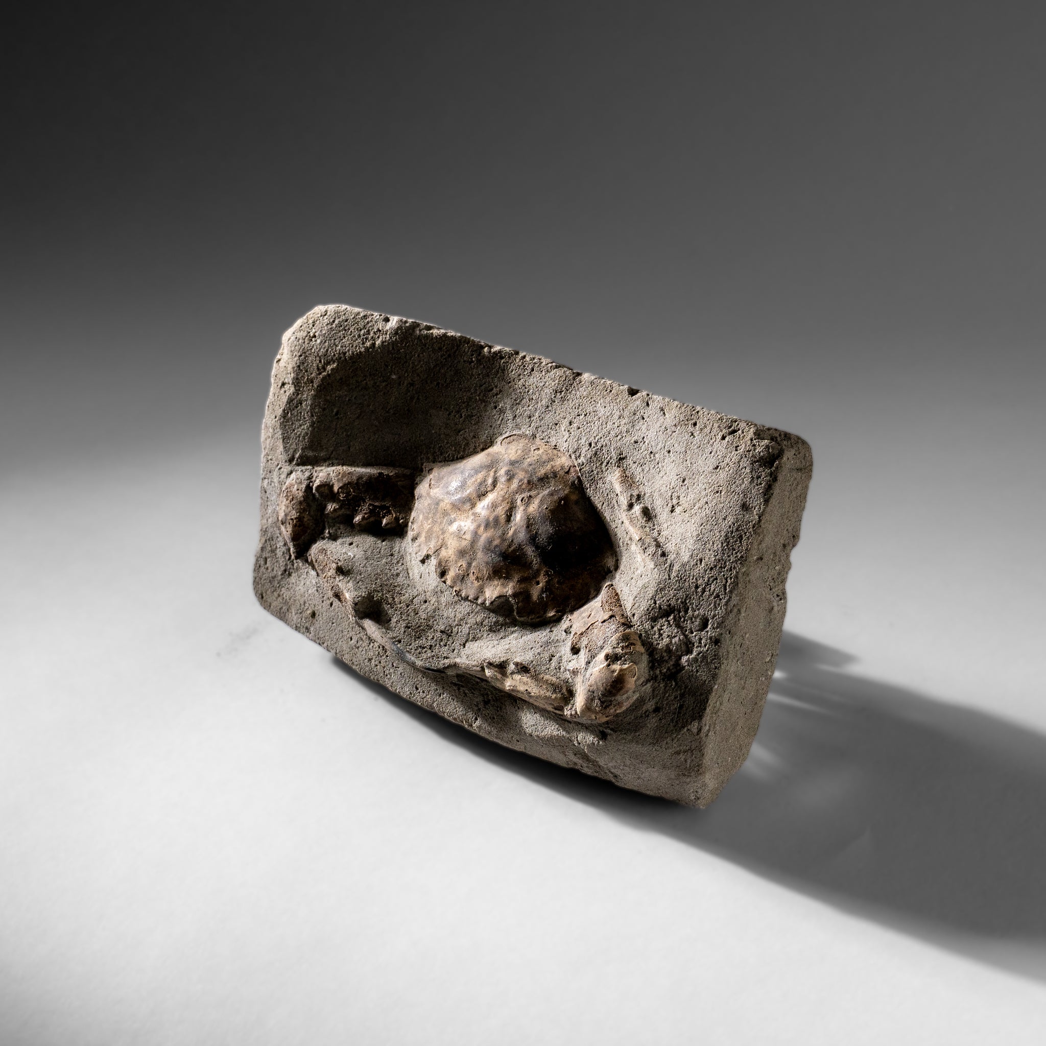 Charybdis Fossil Crab from Indonesia (1.2 lbs)