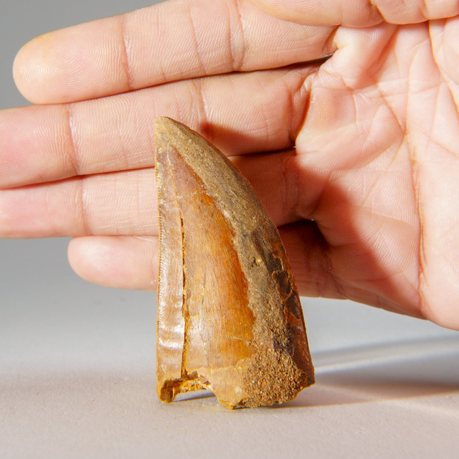 Genuine Carcharodontosaurus Tooth in Display Box (39.3 grams)