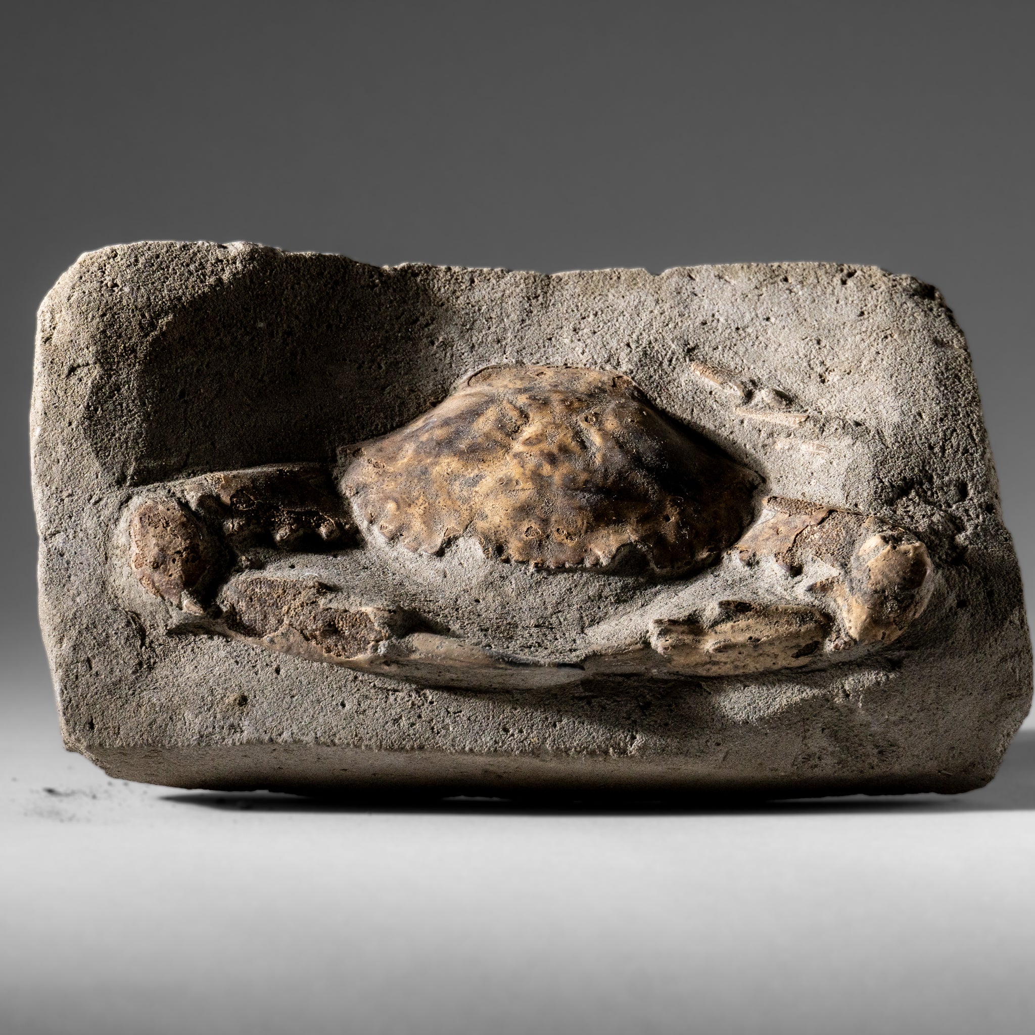Charybdis Fossil Crab from Indonesia (1.2 lbs)