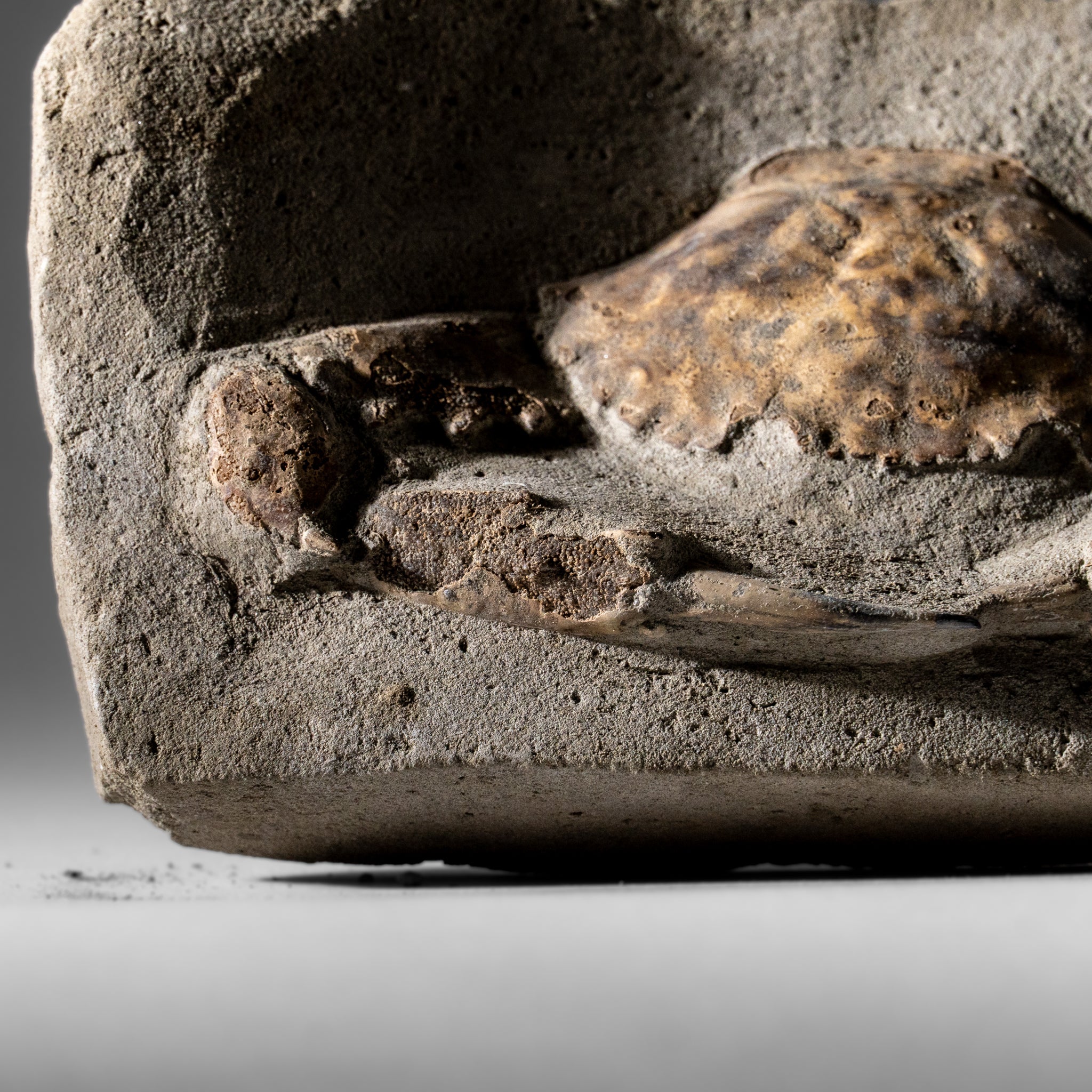 Charybdis Fossil Crab from Indonesia (1.2 lbs)