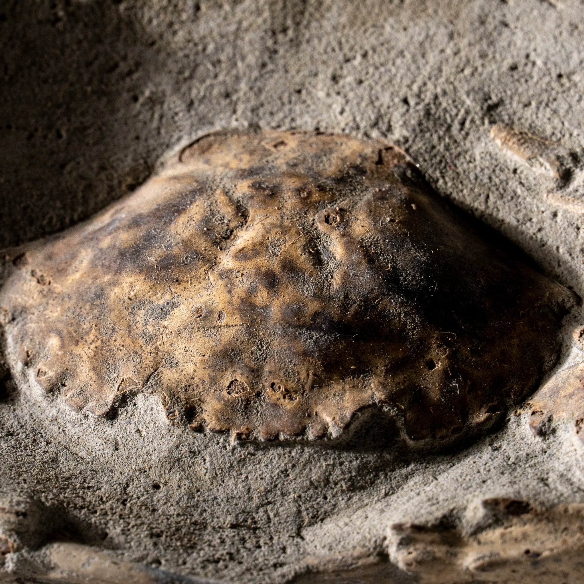 Charybdis Fossil Crab from Indonesia (1.2 lbs)