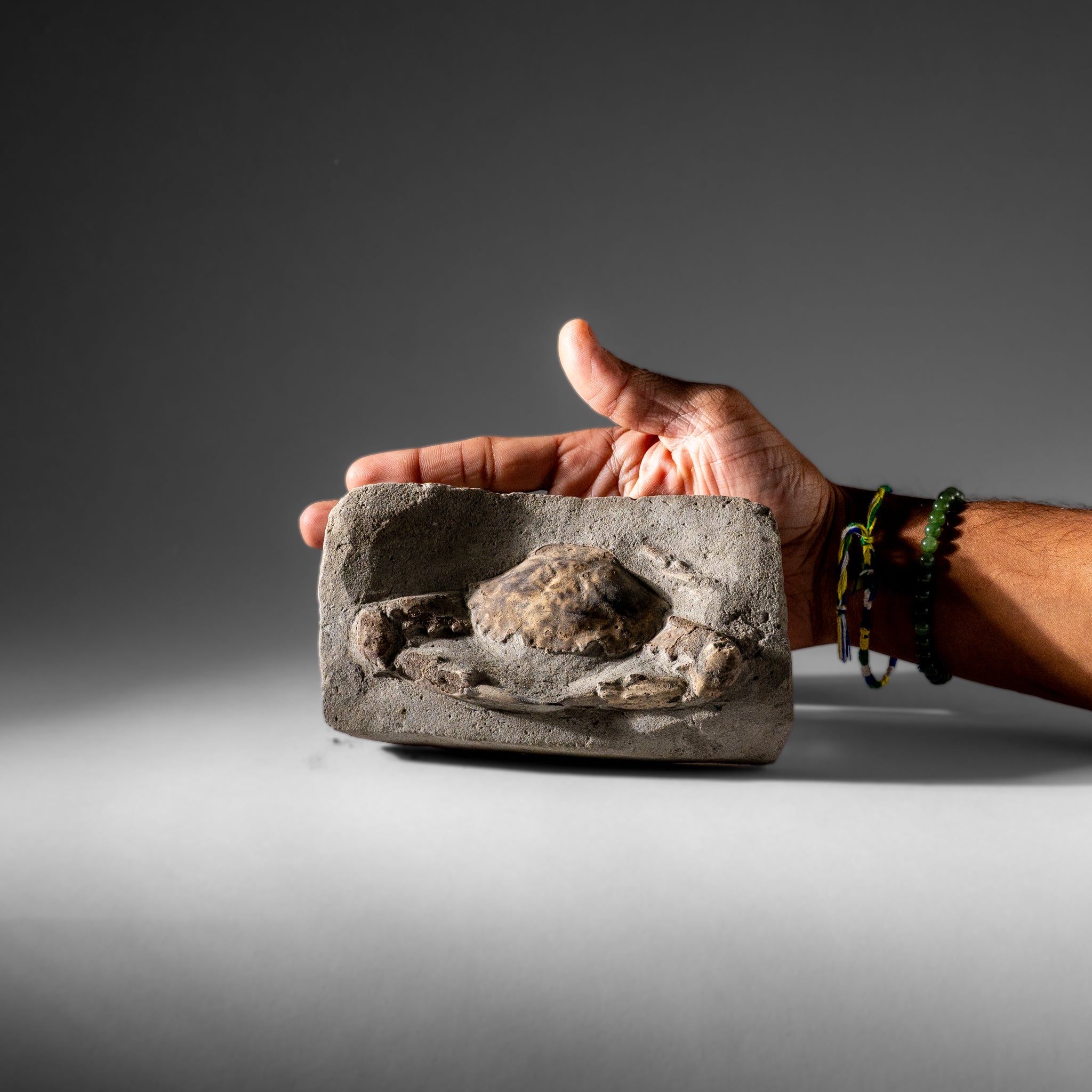 Charybdis Fossil Crab from Indonesia (1.2 lbs)