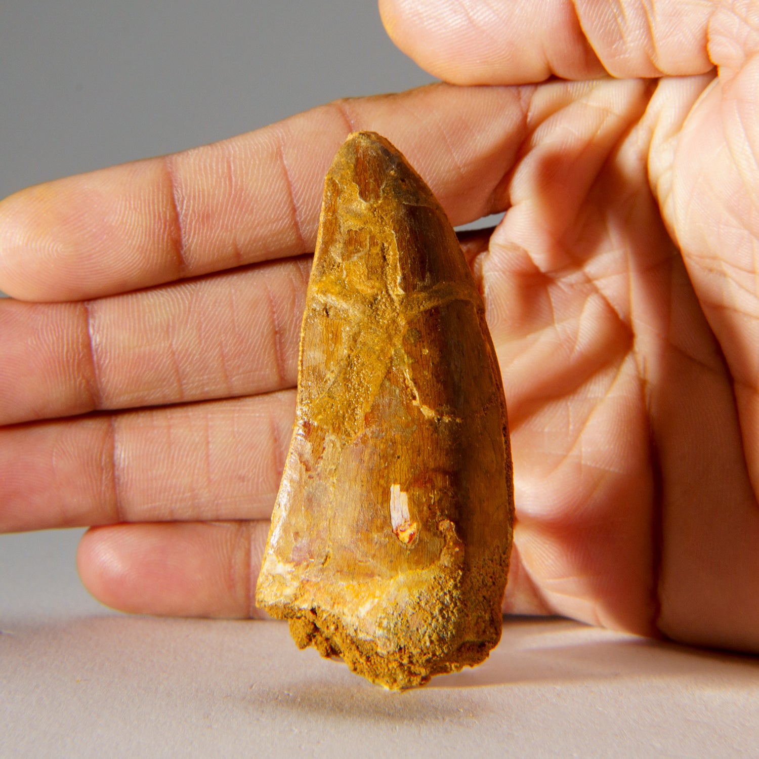 Genuine Carcharodontosaurus Tooth in Display Box (35.8 grams)