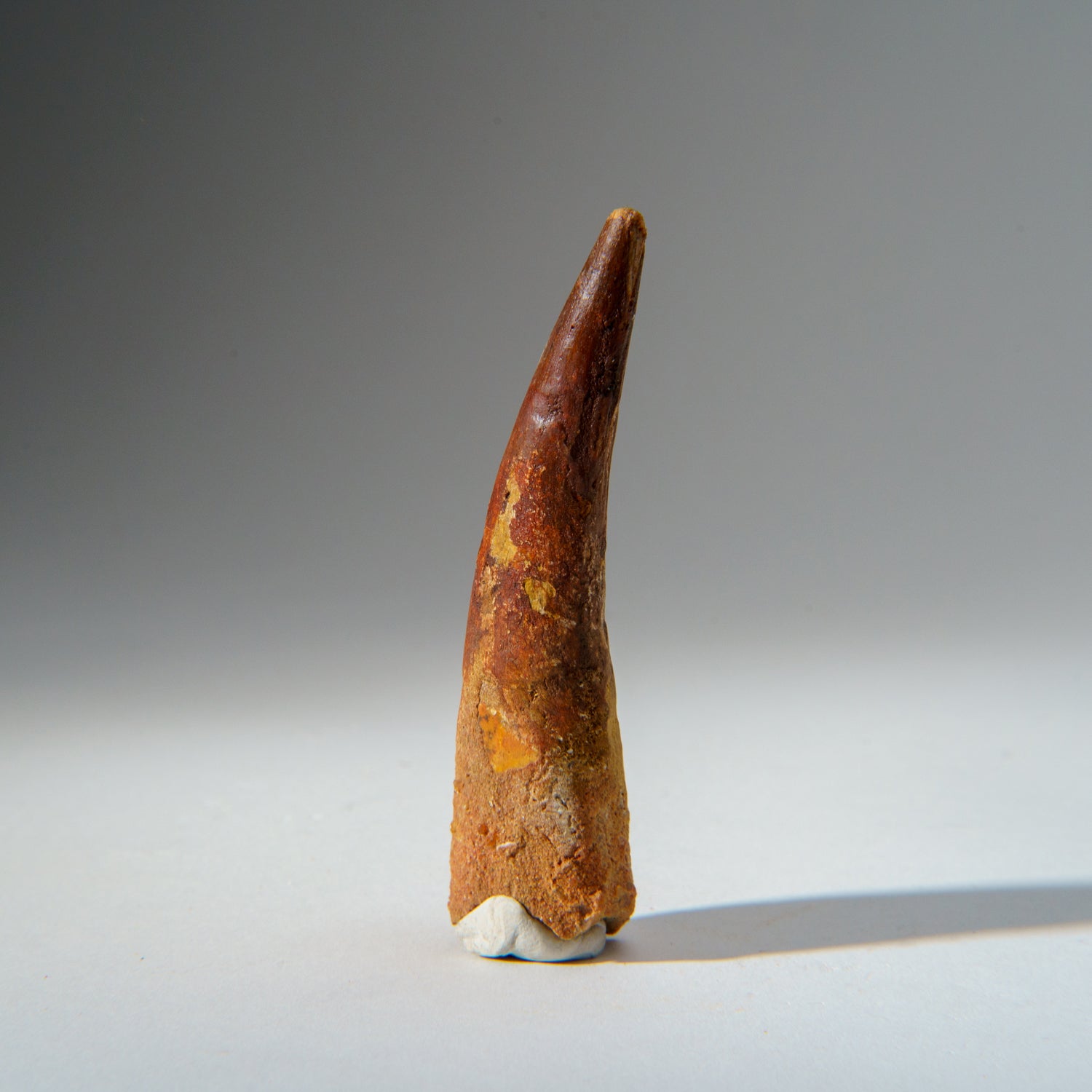 Genuine Mosasaurus Tooth in Display Case (48 grams)
