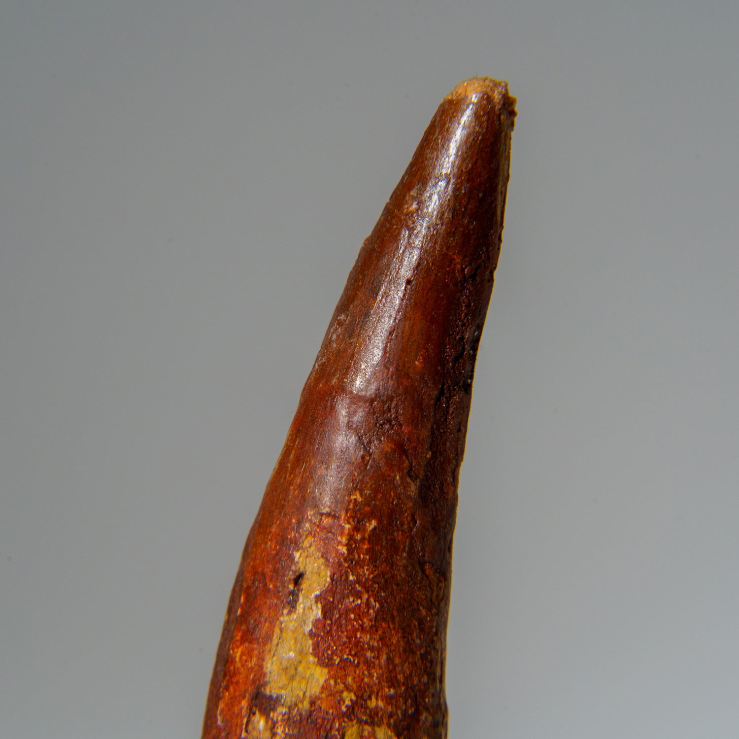 Genuine Mosasaurus Tooth in Display Case (48 grams)