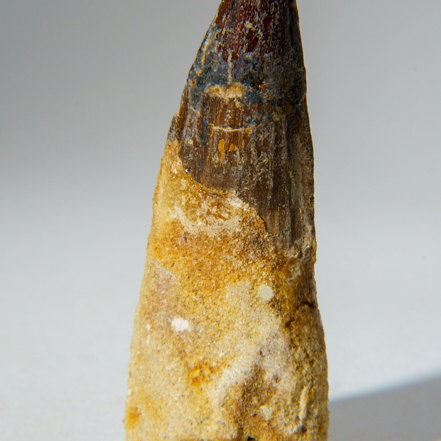 Genuine Mosasaurus Tooth in Display Case (50 grams)
