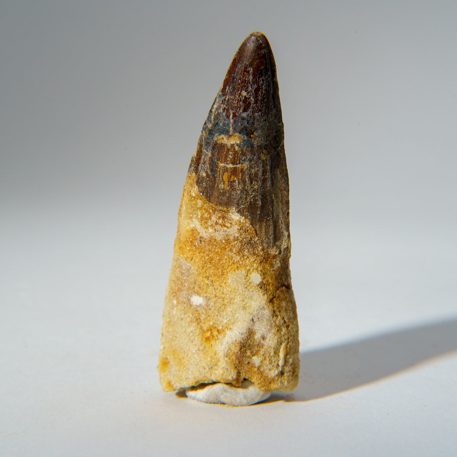 Genuine Mosasaurus Tooth in Display Case (50 grams)