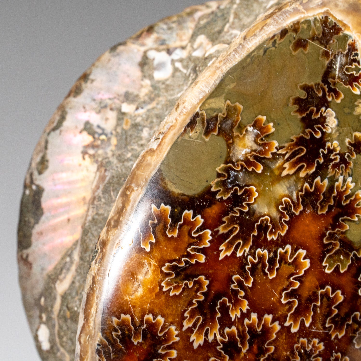 Genuine Calcified Ammonite on Matrix Opalized (4 lbs)