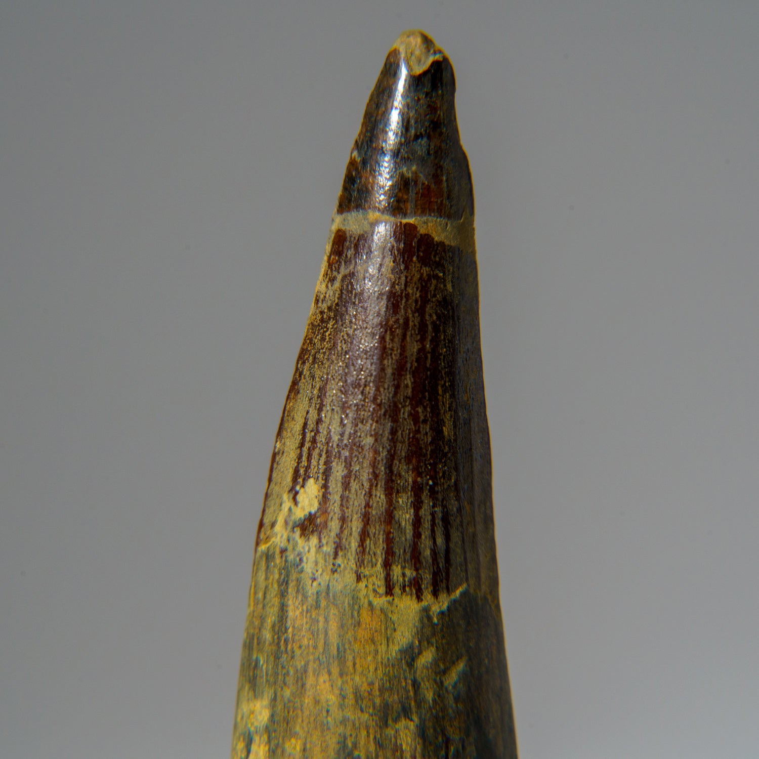 Genuine Mosasaurus Tooth in Display Case (45 grams)