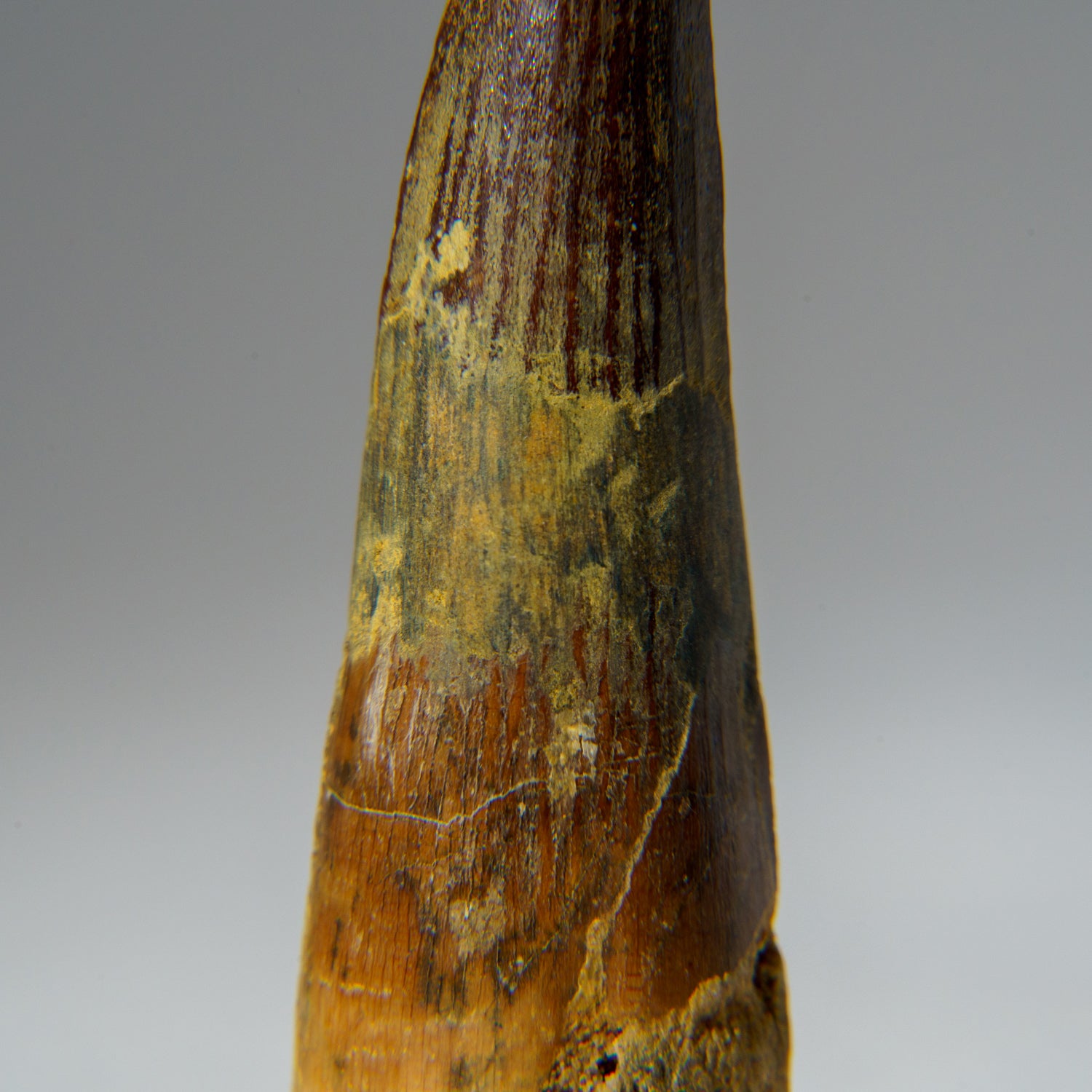 Genuine Mosasaurus Tooth in Display Case (45 grams)