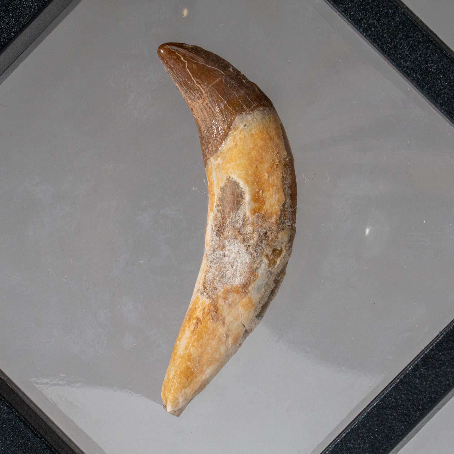 Genuine Mosasaurus Dinosaur Tooth (20.6 grams)