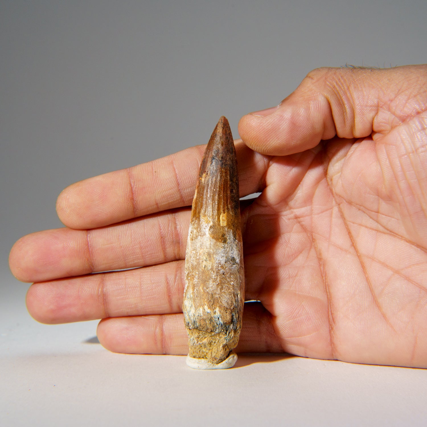 Genuine Carcharodontosaurus Tooth in Display Box (24.8 grams)
