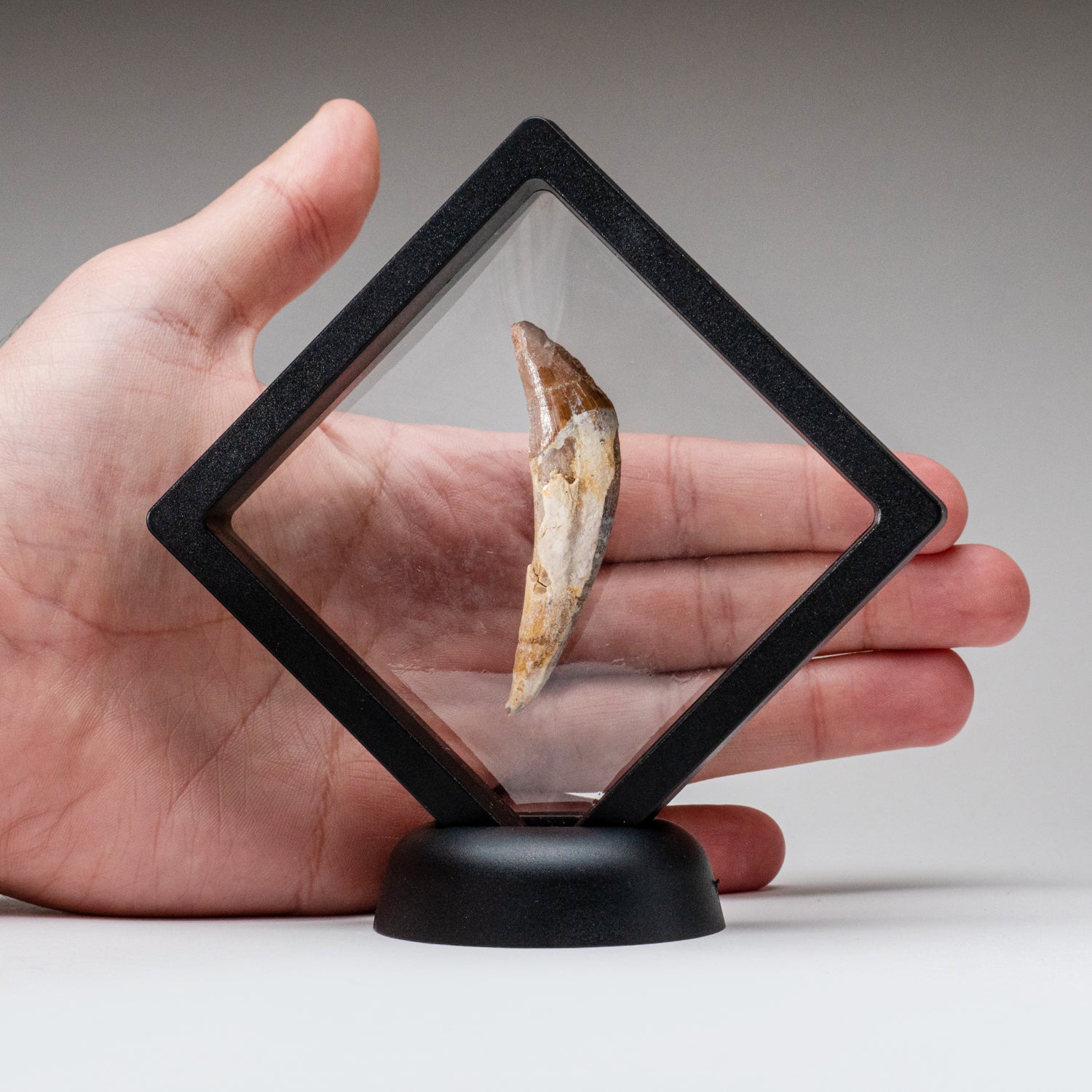 Genuine Mosasaurus Dinosaur Tooth (21.1 grams)