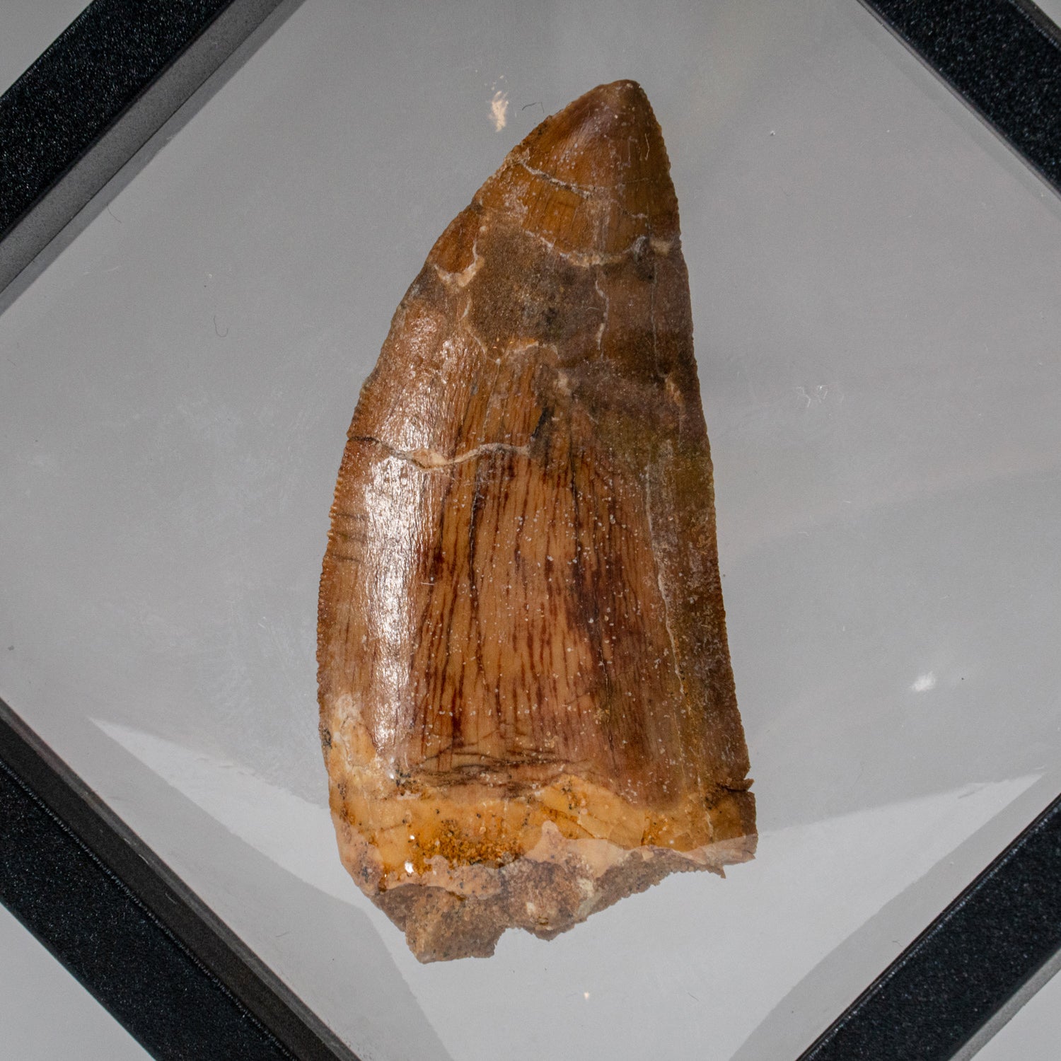 Genuine Natural Carcharodontosaurus Dinosaur Tooth (20.6 grams)