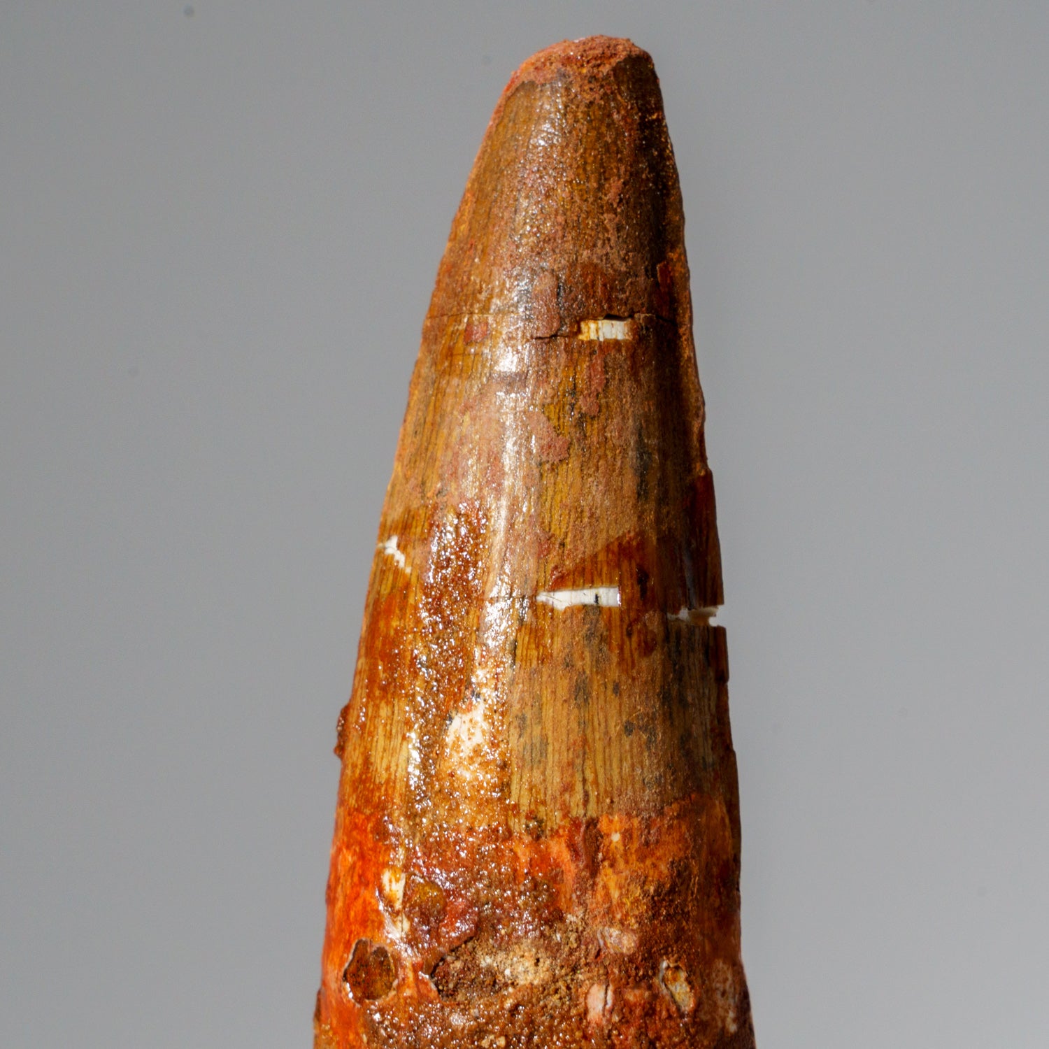 Genuine Carcharodontosaurus Tooth in Display Box (46.5 grams)