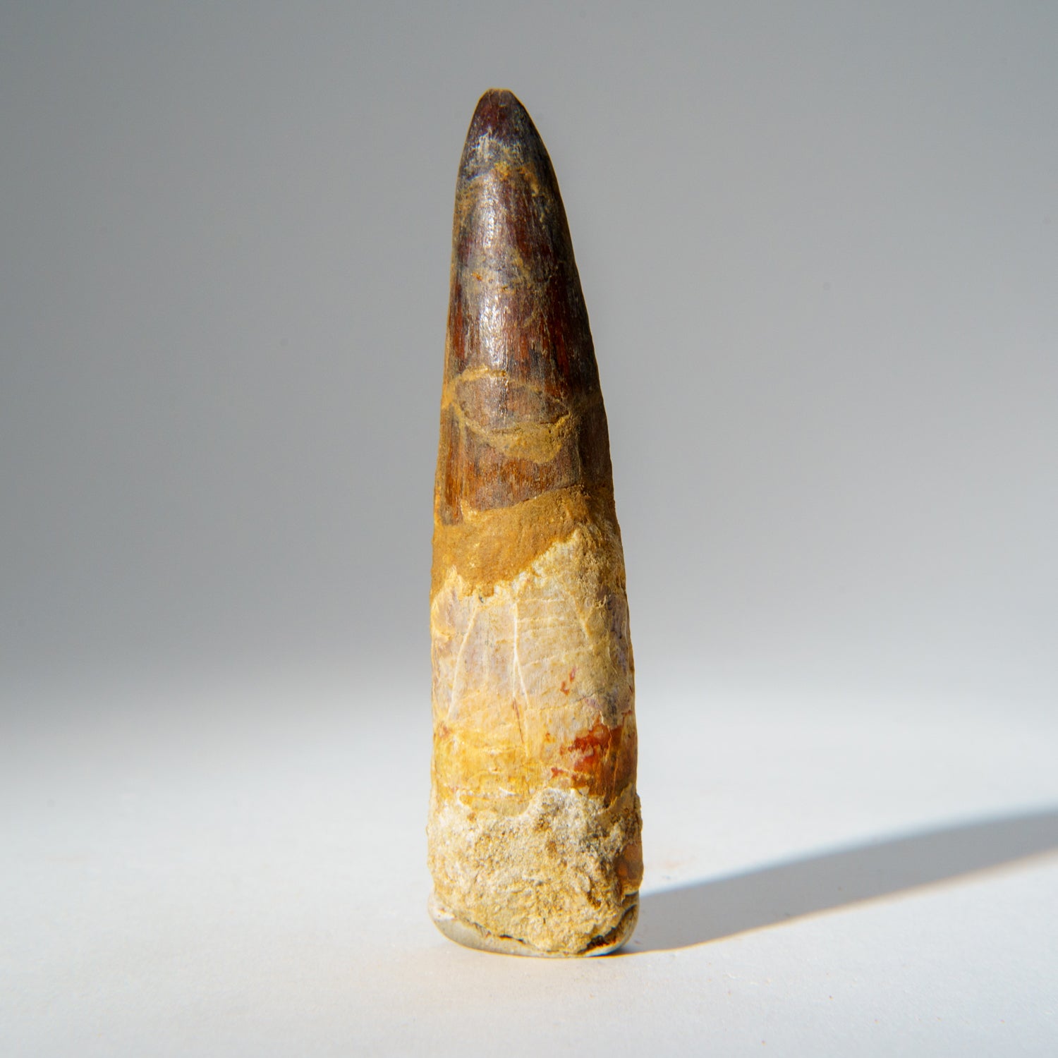 Genuine Mosasaurus Tooth in Display Case (51.9 grams)